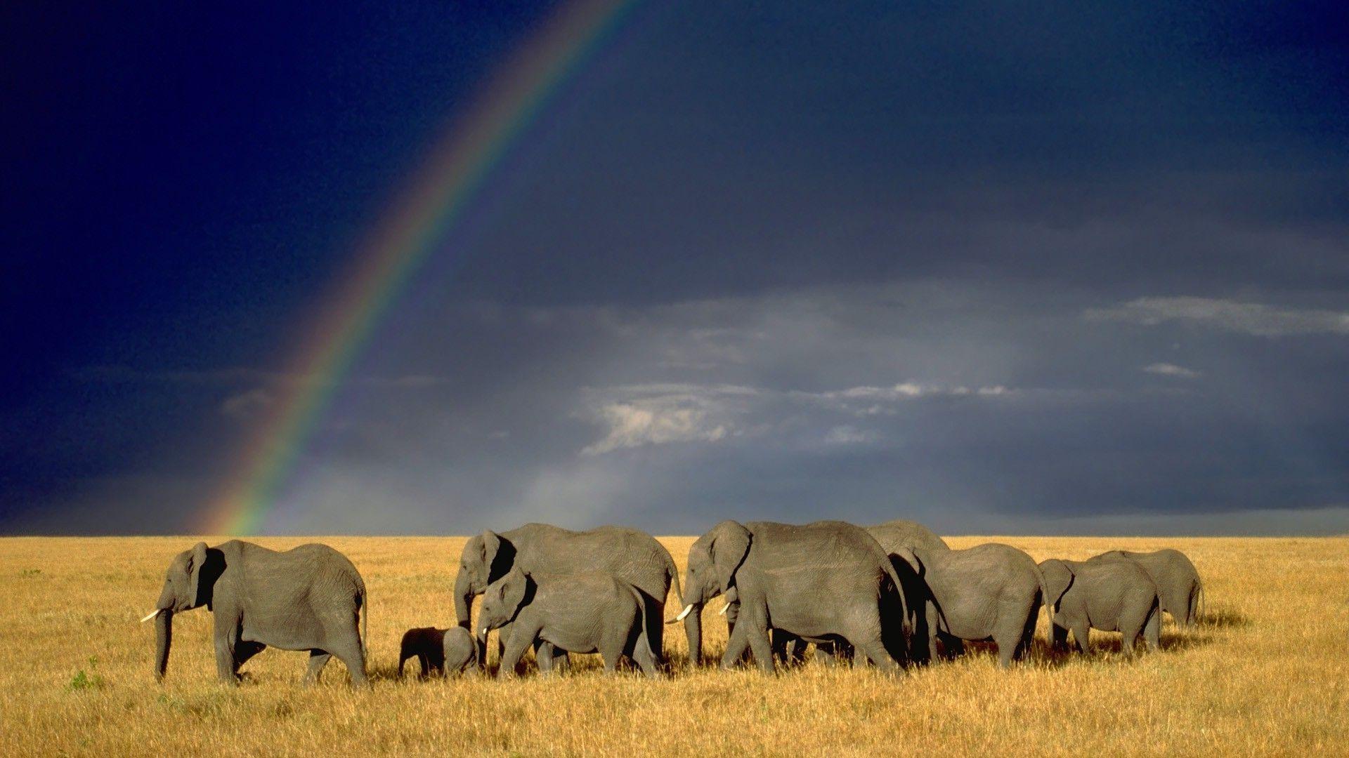 nature, Landscape, Animals, Wildlife, Elephants, Savannah