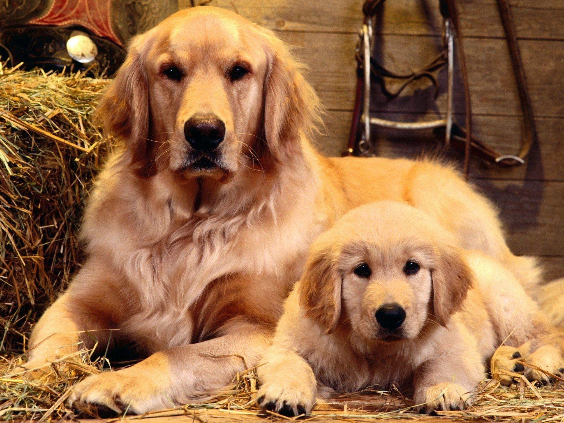 Golden Retriever HD Wallpaper