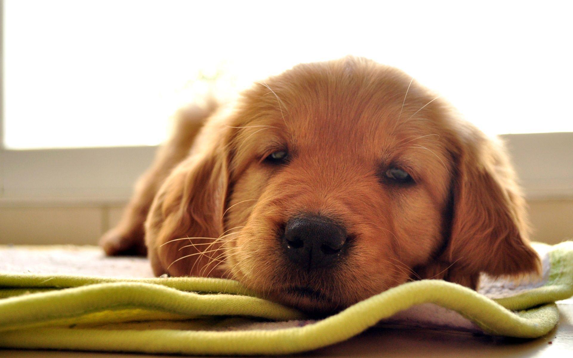 Golden Retriever HD Wallpaper