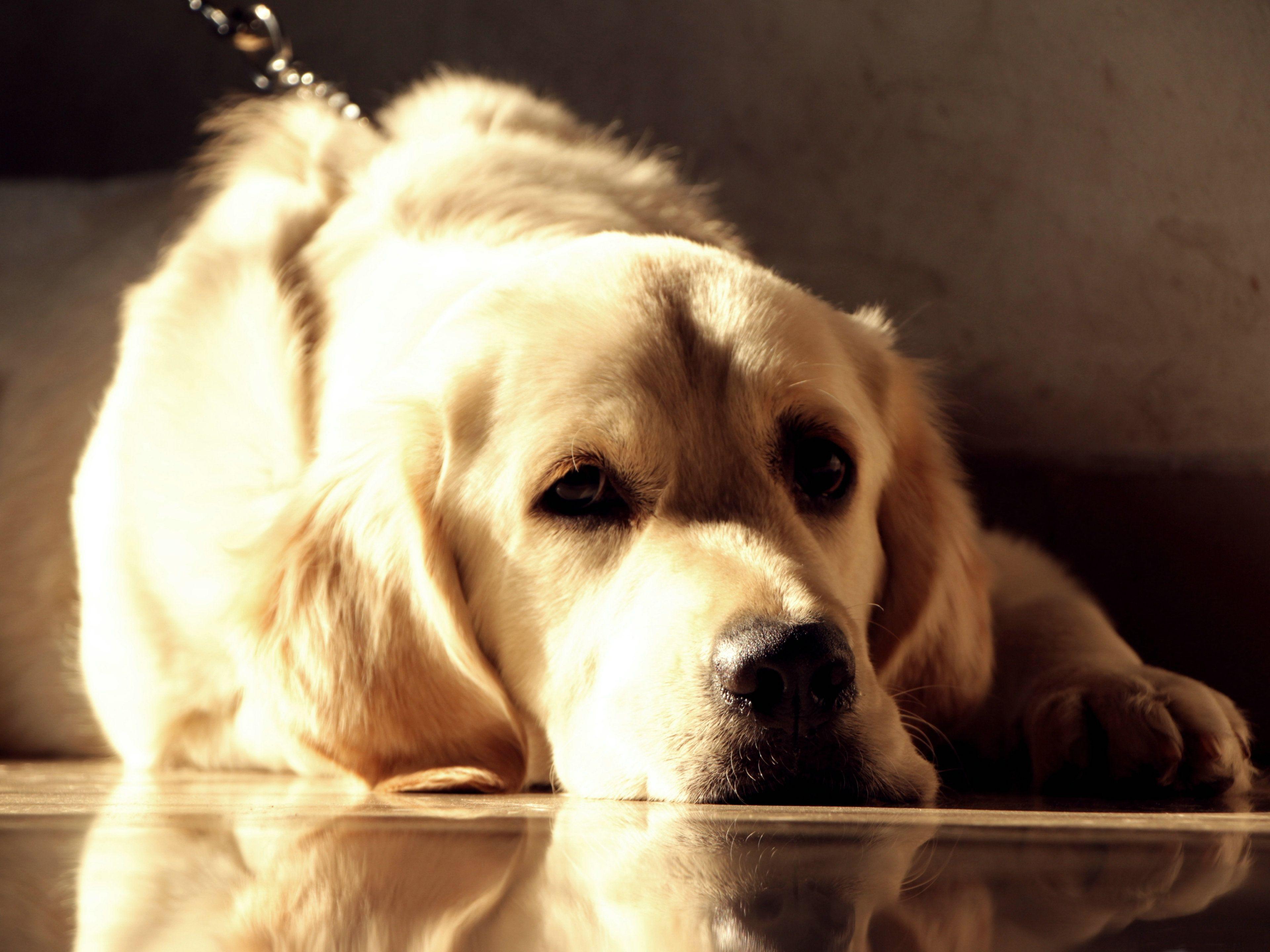 Wallpaper Golden Retriever