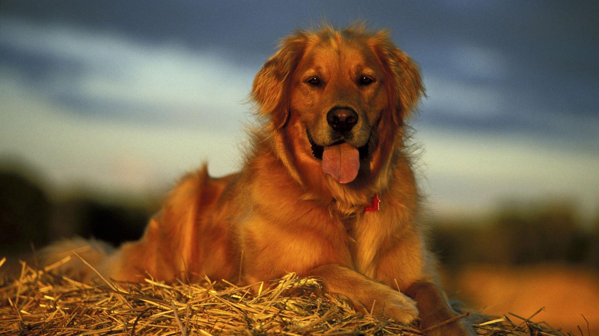 Golden Retriever Wallpaper