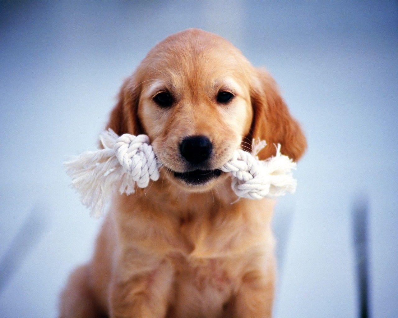 Golden Retriever HD Wallpapers - Wallpaper Cave