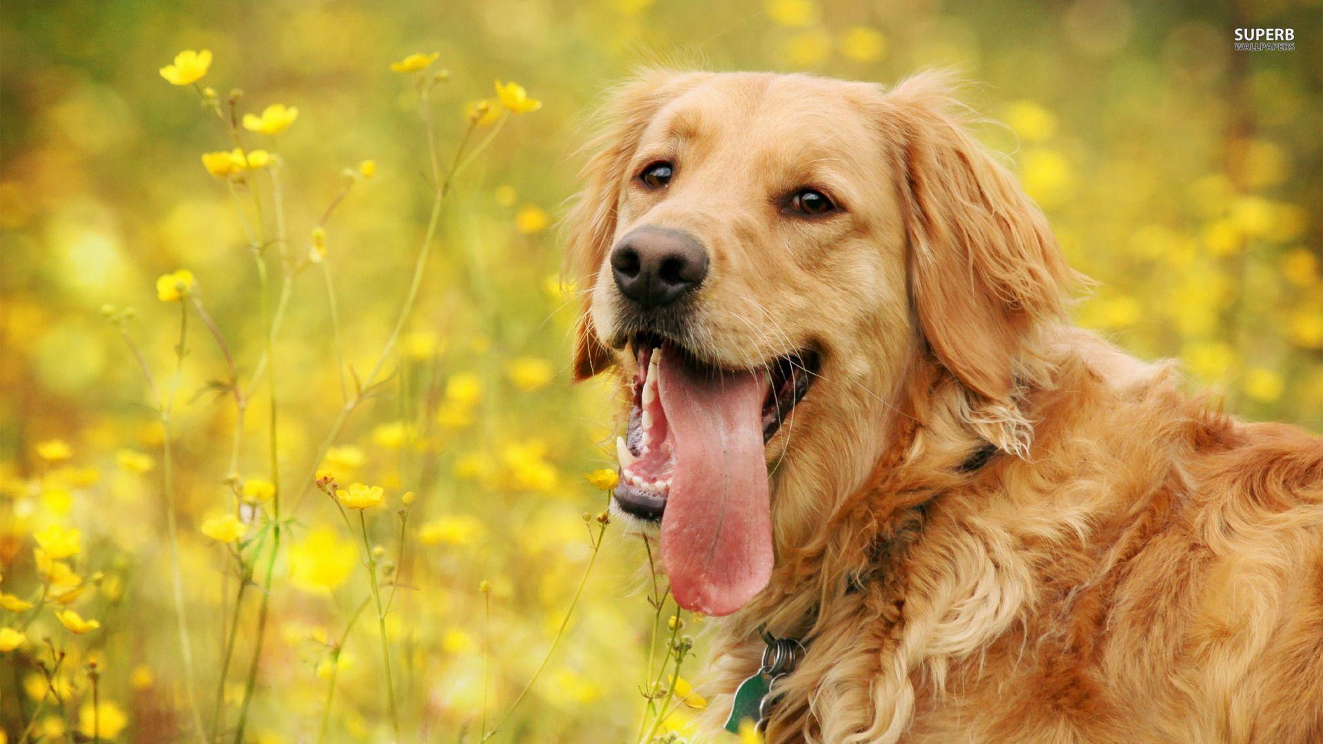 Golden Retriever Easter Wallpaper