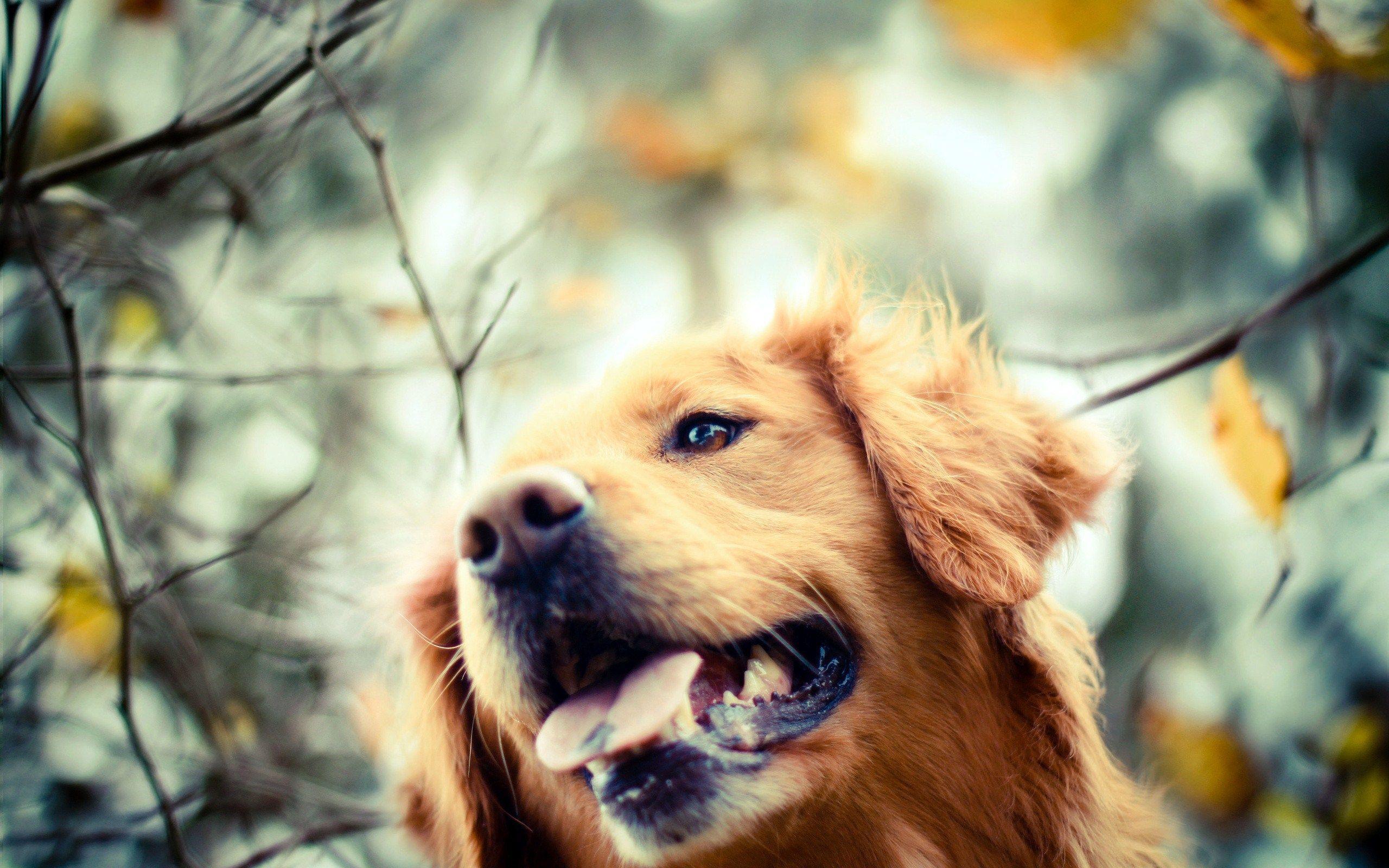 Golden Retriever Dog Branches Autumn Out Tongue HD Wallpaper