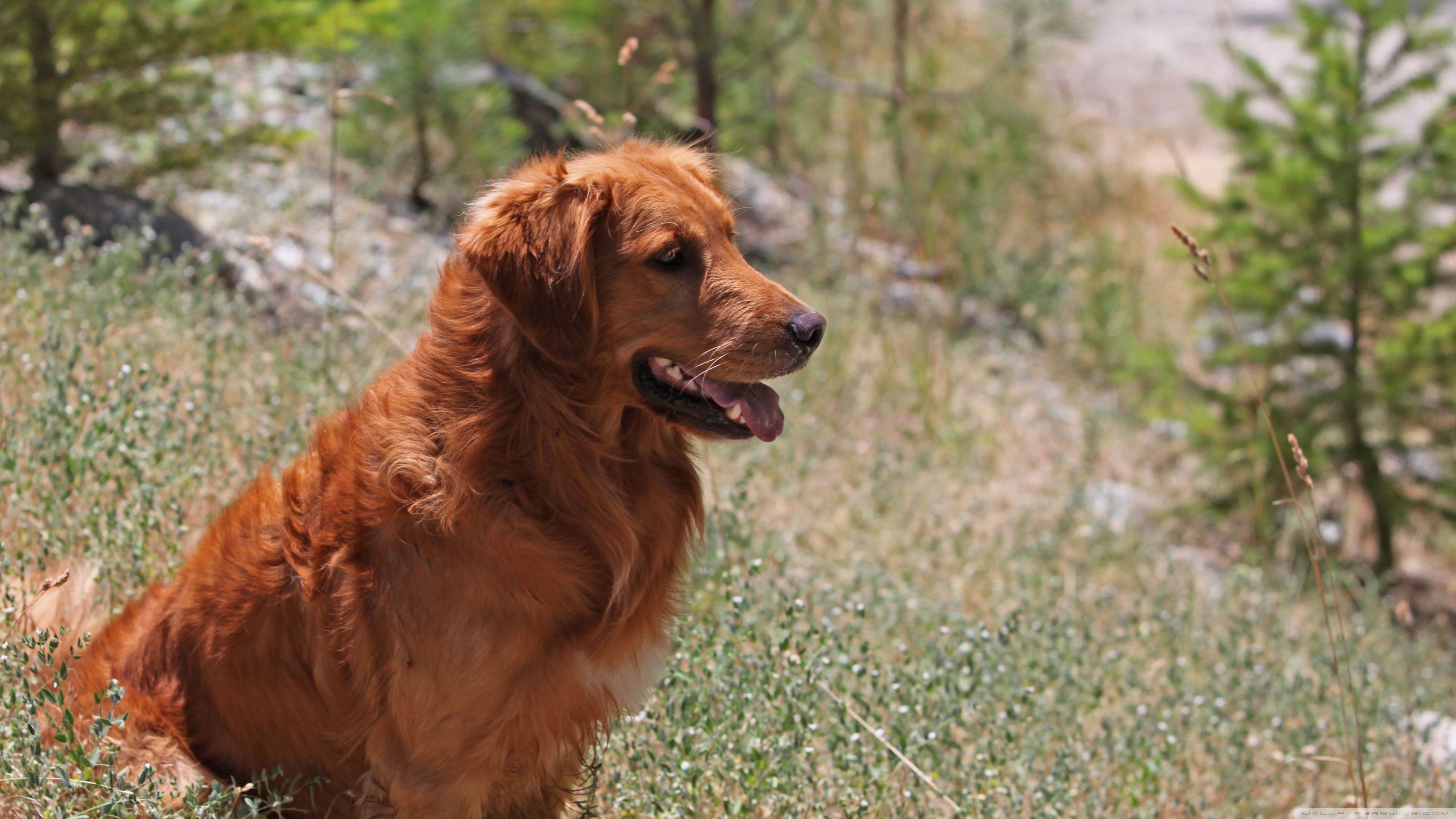Golden Retriever Dog HD desktop wallpaper, High Definition