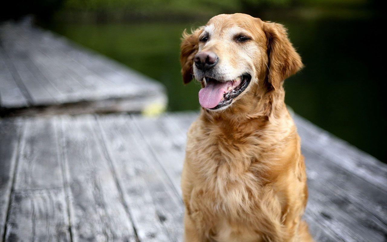 Golden Retriever Background