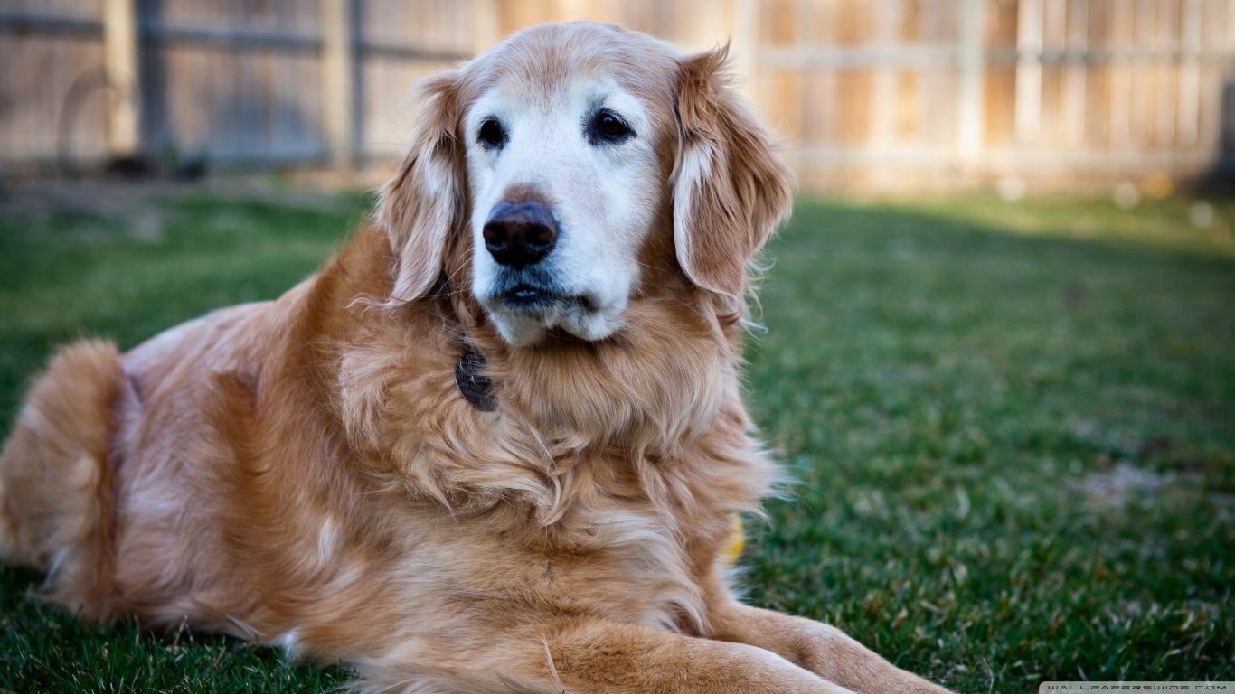 Handsome Golden Retriever HD desktop wallpaper, High Definition