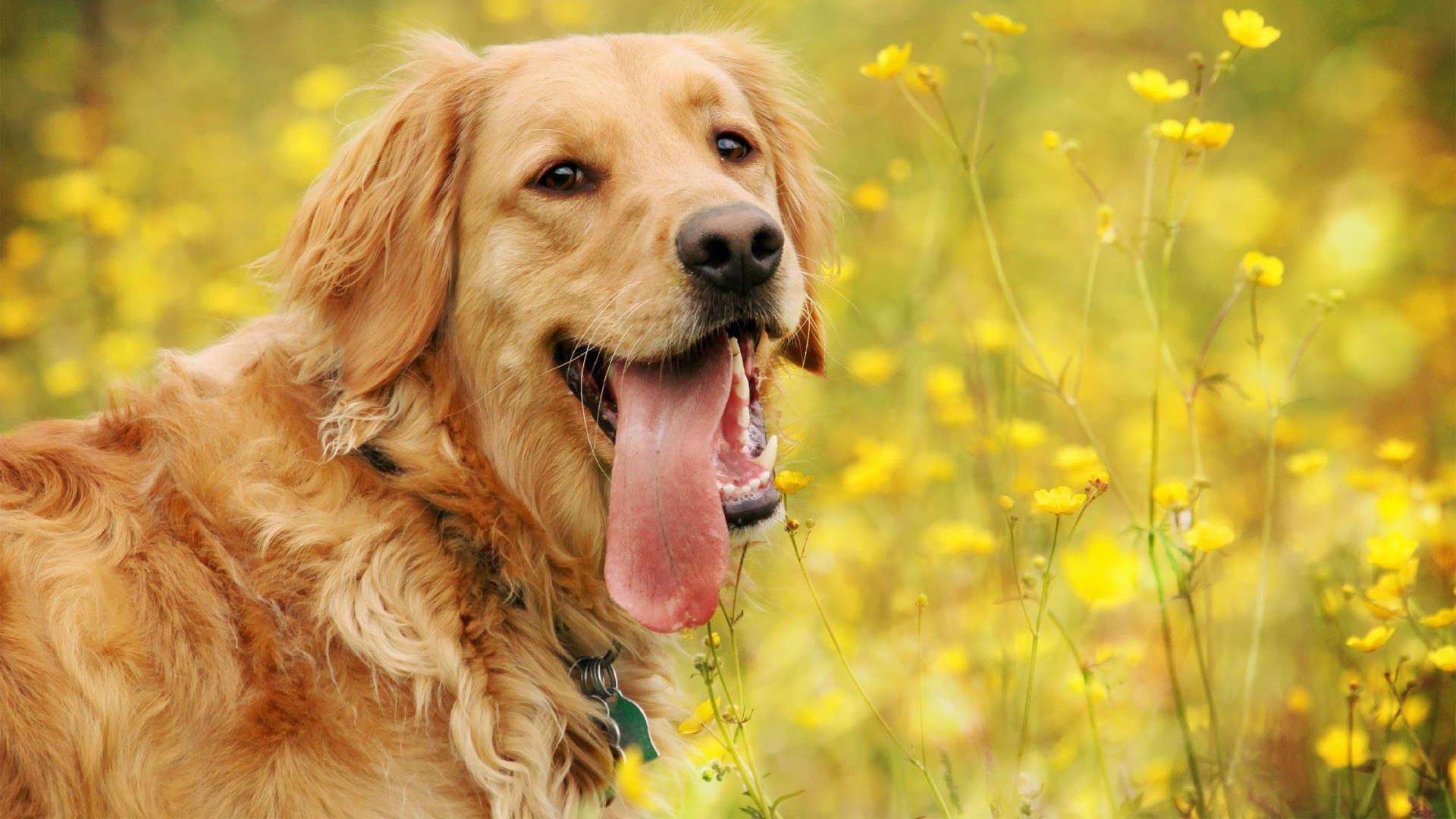 Golden Retriever Wallpaper, Picture, Image