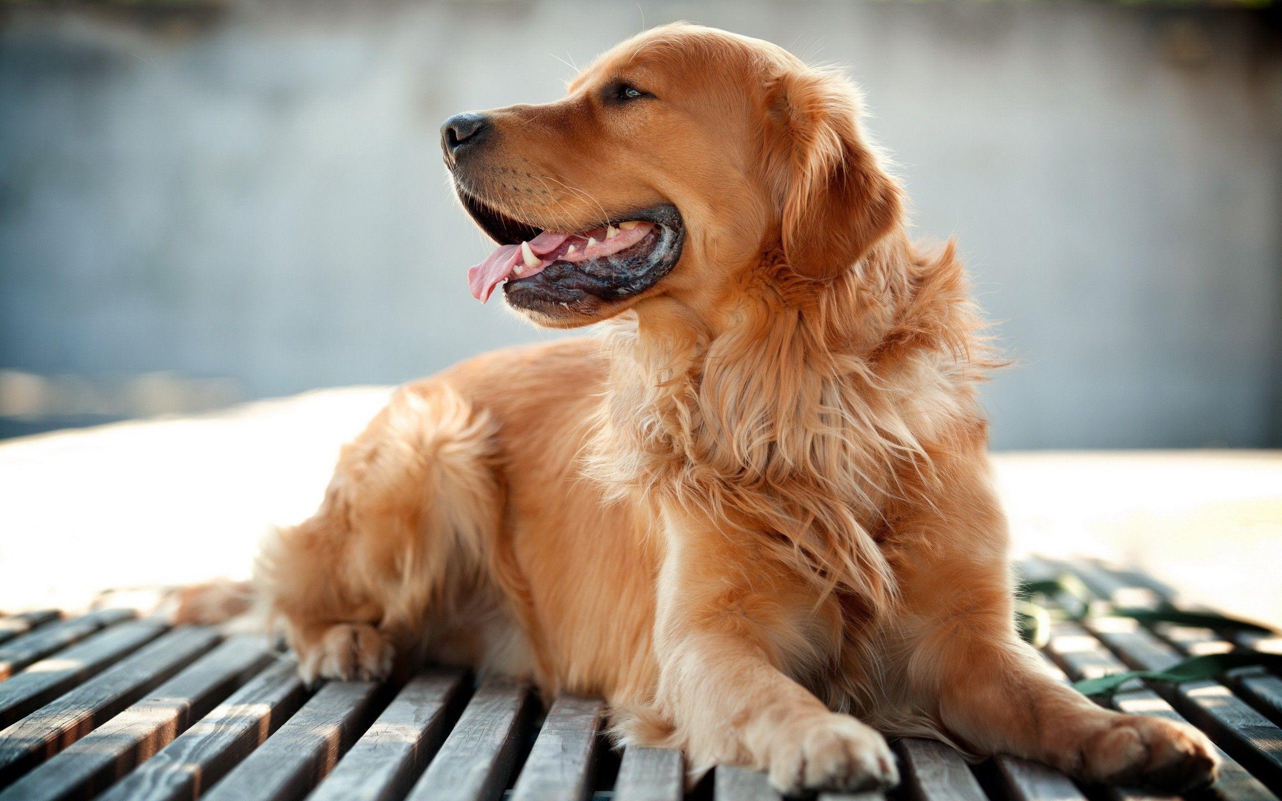dog, Animals, Golden Retrievers Wallpaper HD / Desktop and Mobile