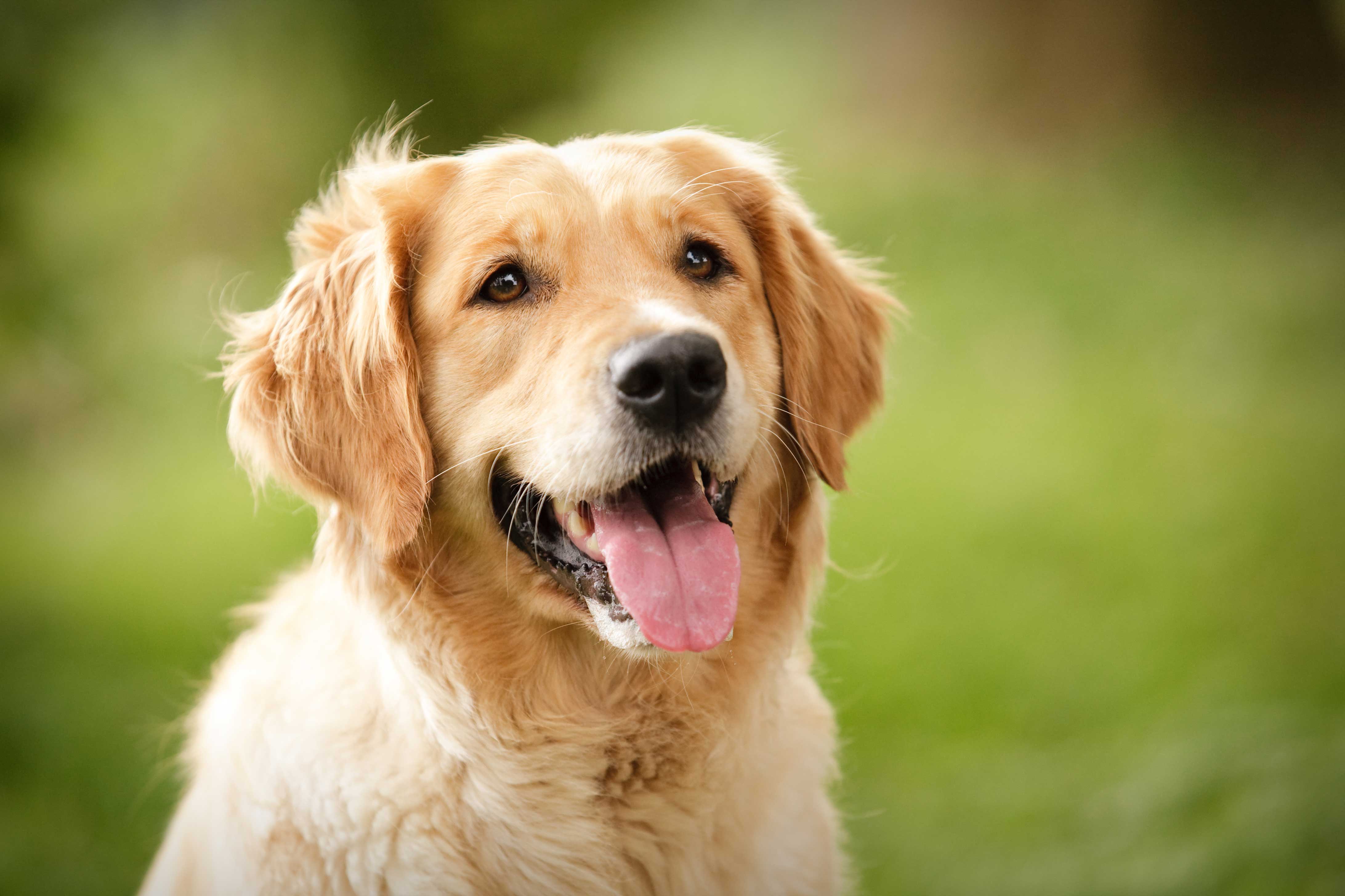 Golden Retriever Wallpaper HD 2090 4368x2912