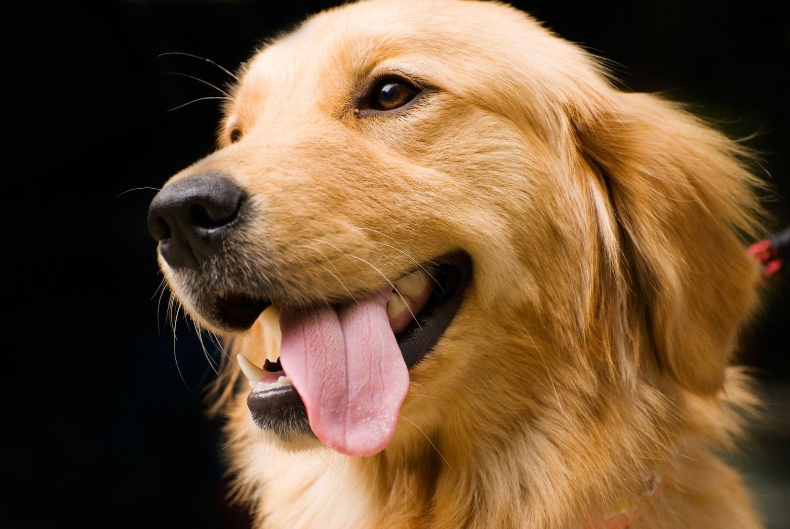 Dog Golden Retriever HD Wallpaper 04