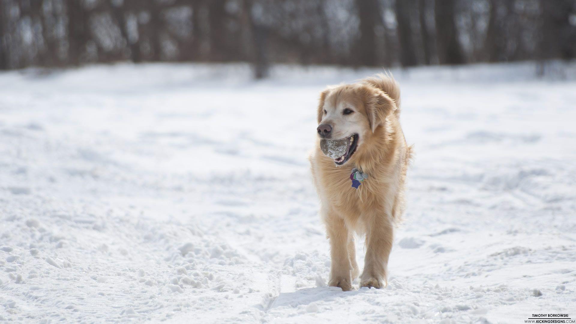 Golden Retriever 2 21 2013 Wallpaper