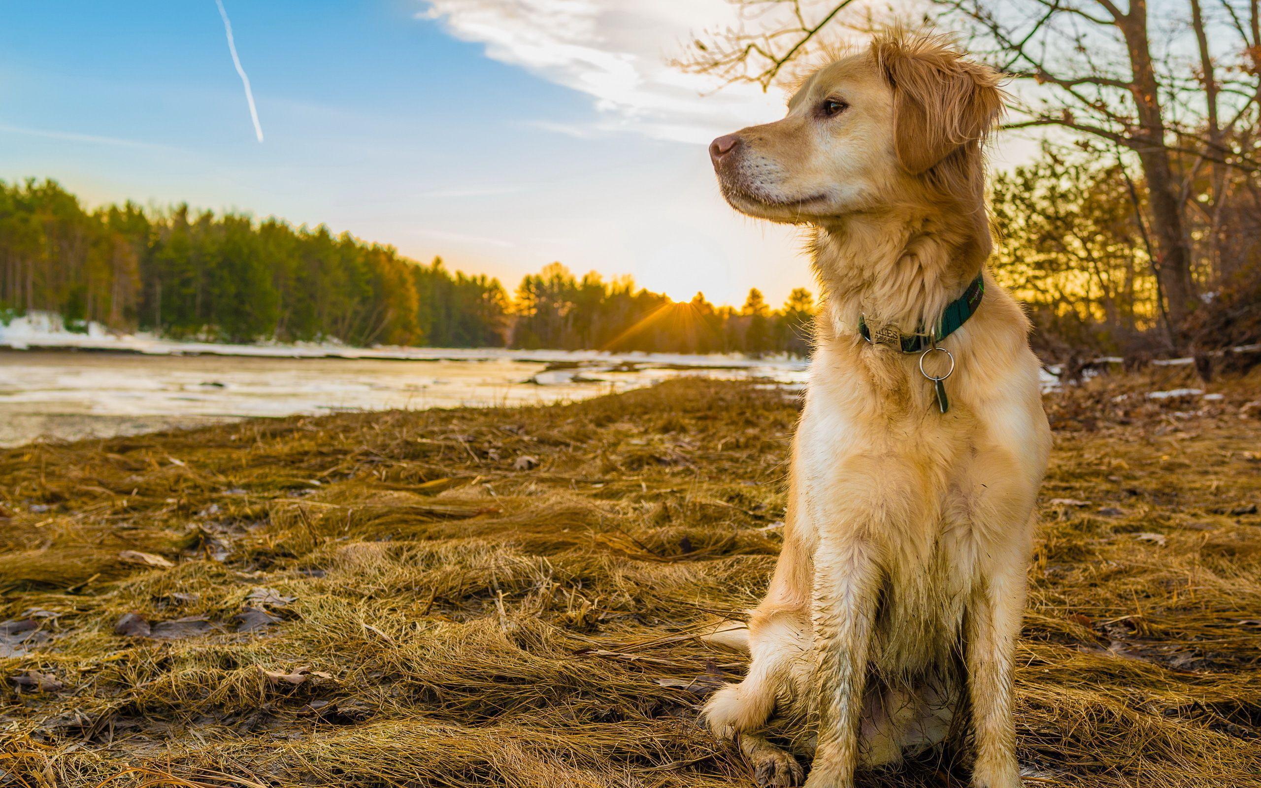 Golden Retriever Wallpaper, Picture, Image