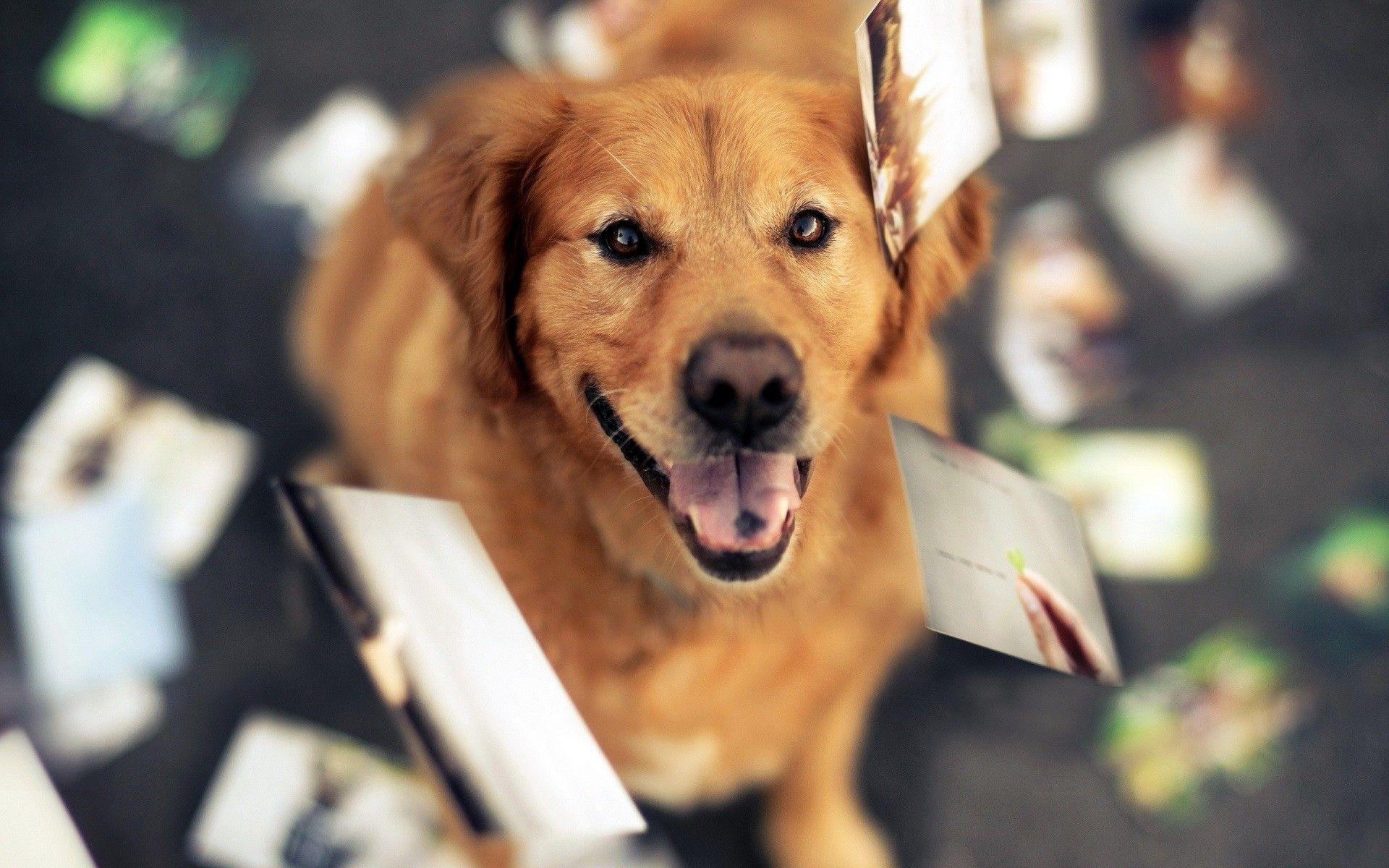 animals, Dog, Golden Retrievers Wallpaper HD / Desktop and Mobile