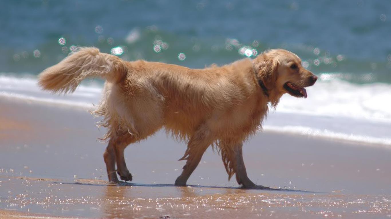 Golden retriever HD picture