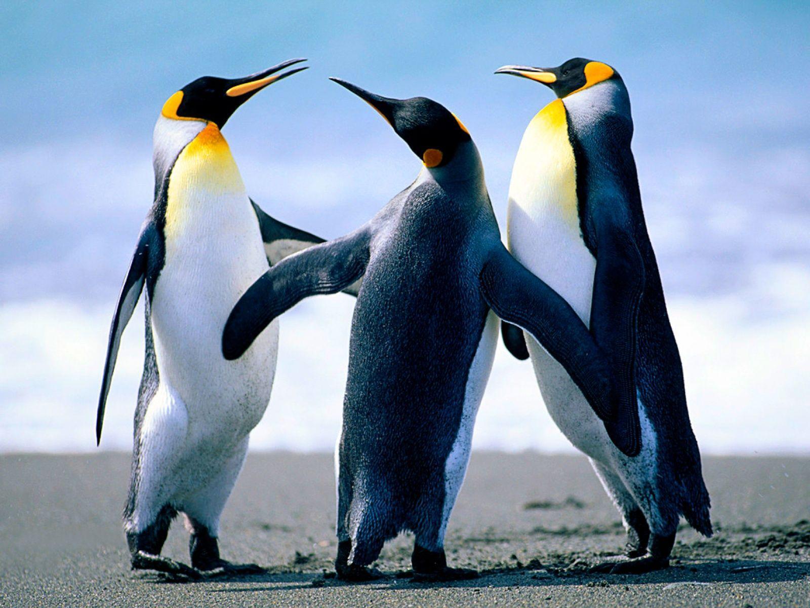 Penguin Wallpaper HD Picture