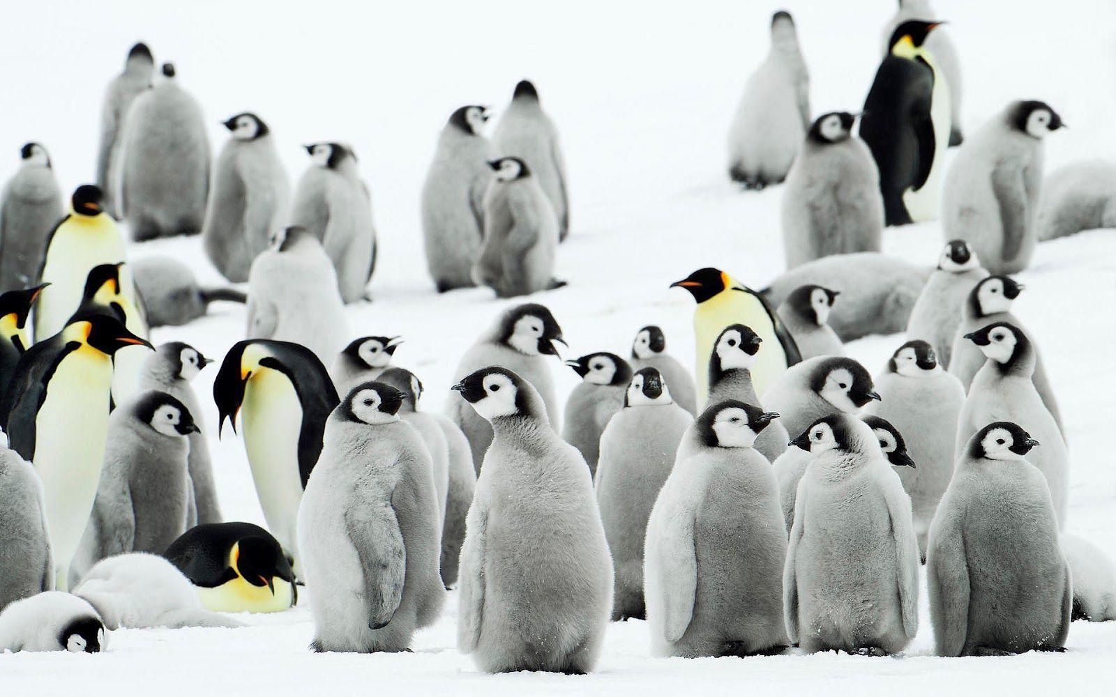 HD Penguins Wallpaper and Photo. HD Animals Wallpaper