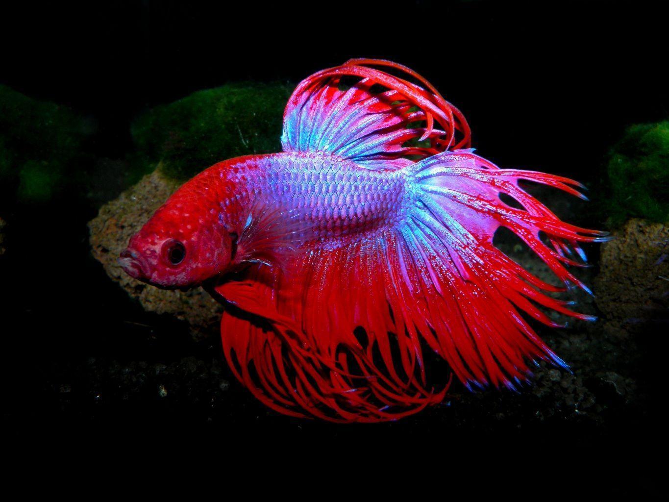 Betta, Siamese Fighting Fish HD phone wallpaper | Pxfuel