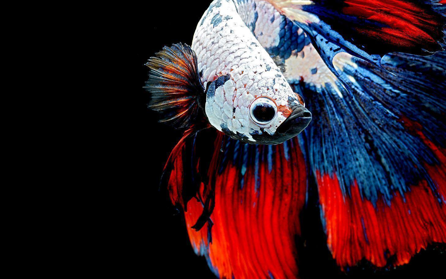 Betta Wallpapers - Wallpaper Cave