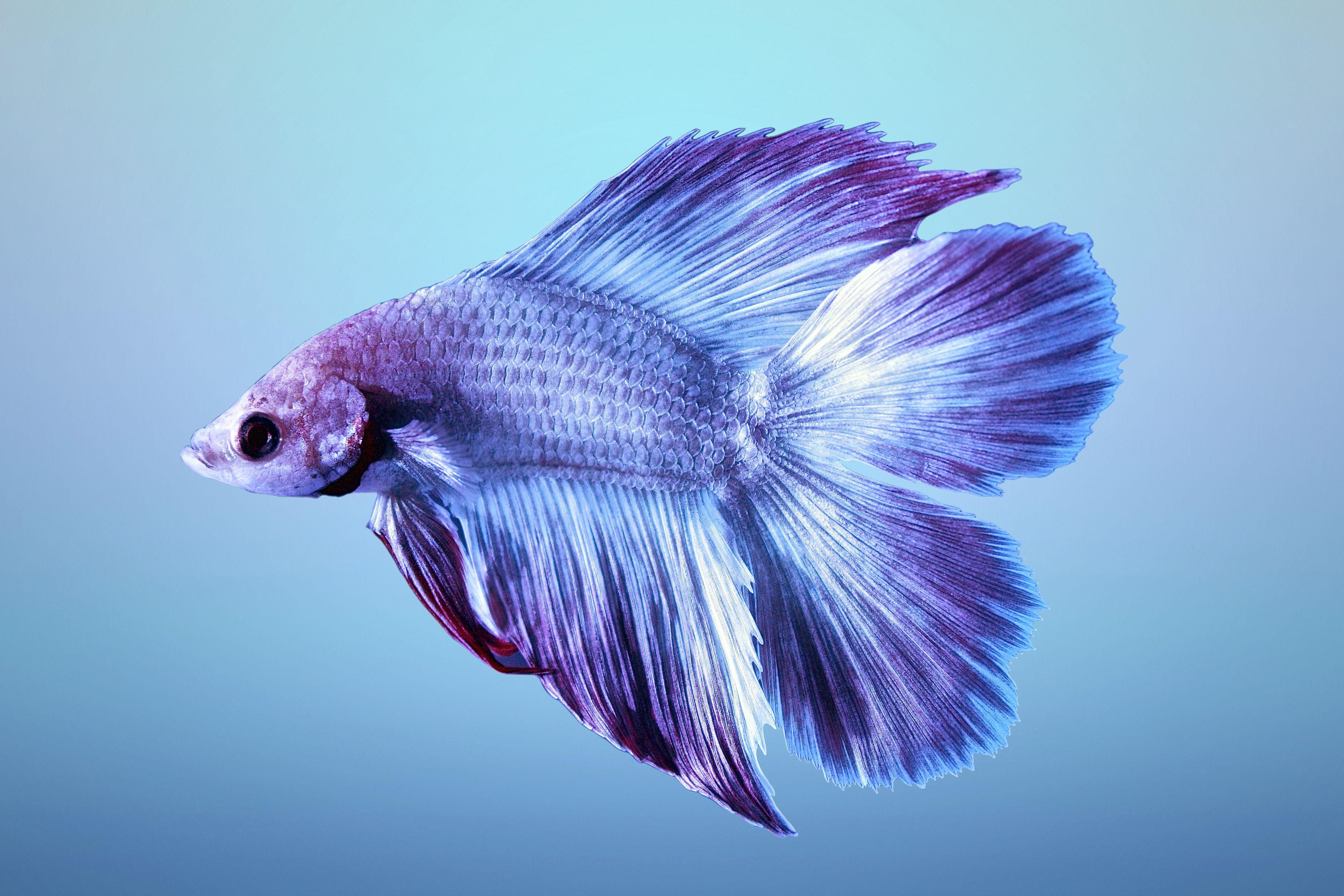 Betta Wallpaper Background