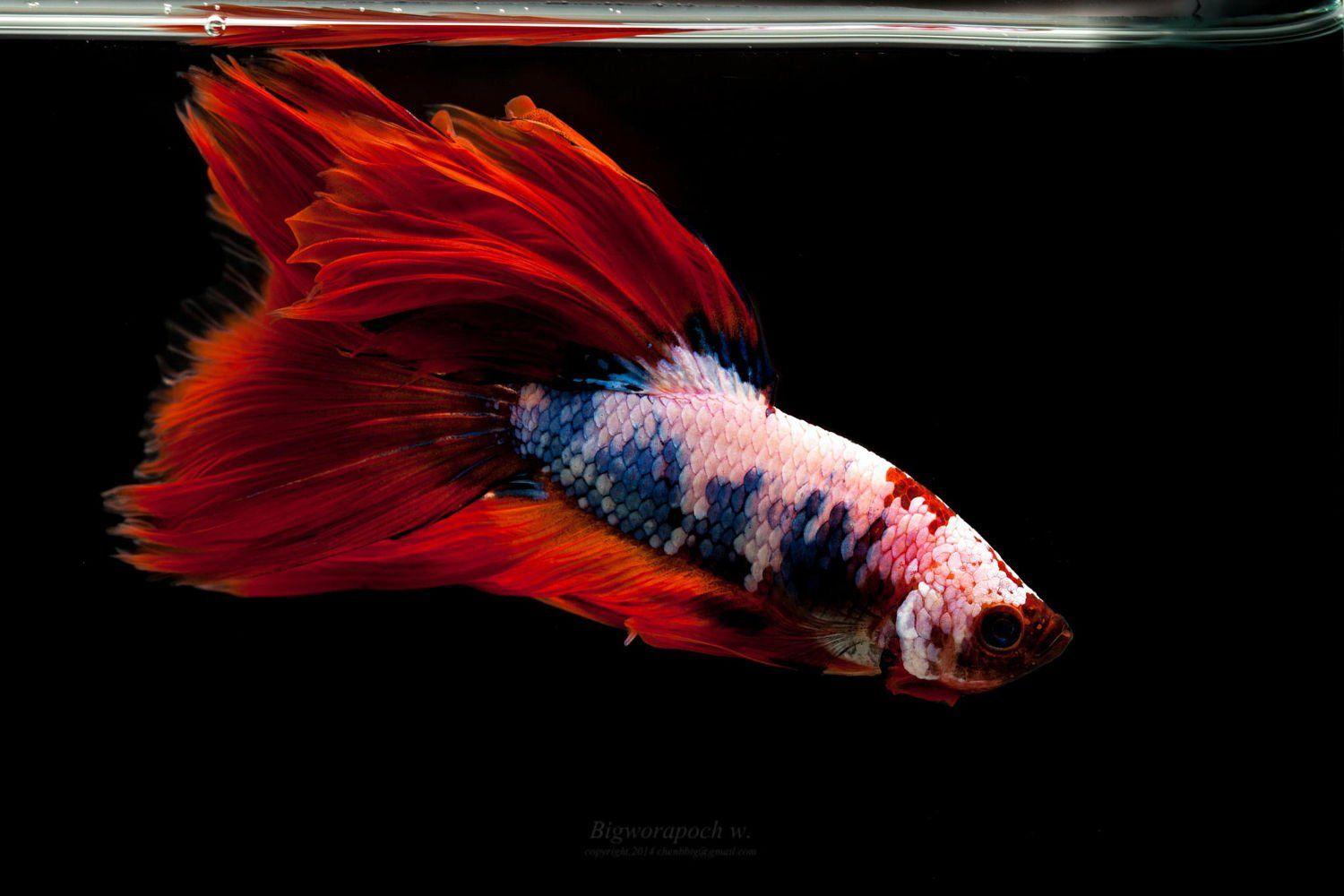 BETTA Siamese Fighting Fish underwater tropical psychedelic