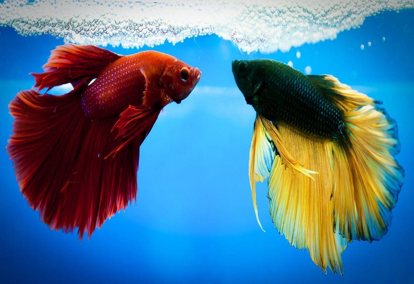 Betta HD Wallpaper