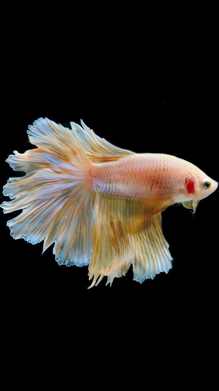 Apple iPhone 6s Wallpaper with Silver Albino Betta Fish in Dark