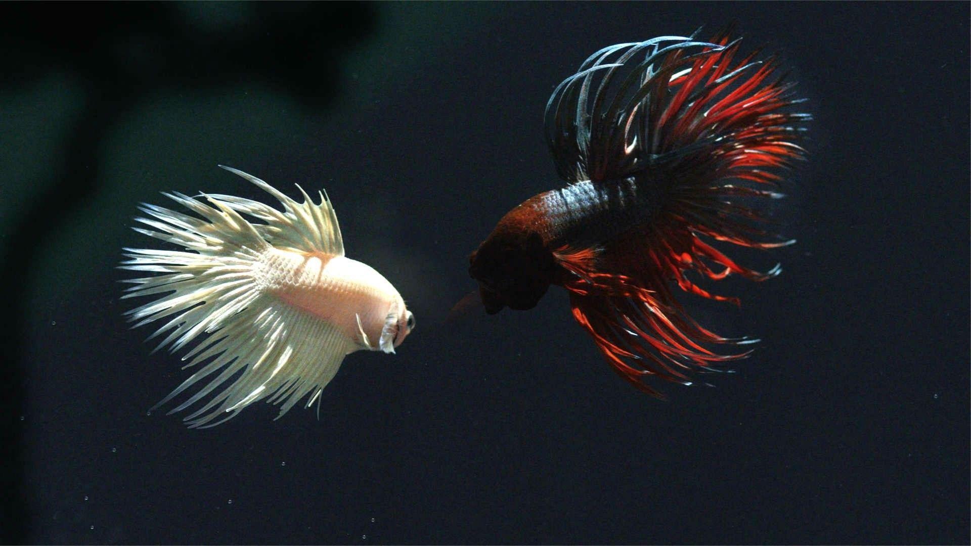 Fishes: Tropical Betta Siamese Underwater Psychedelic Fighting