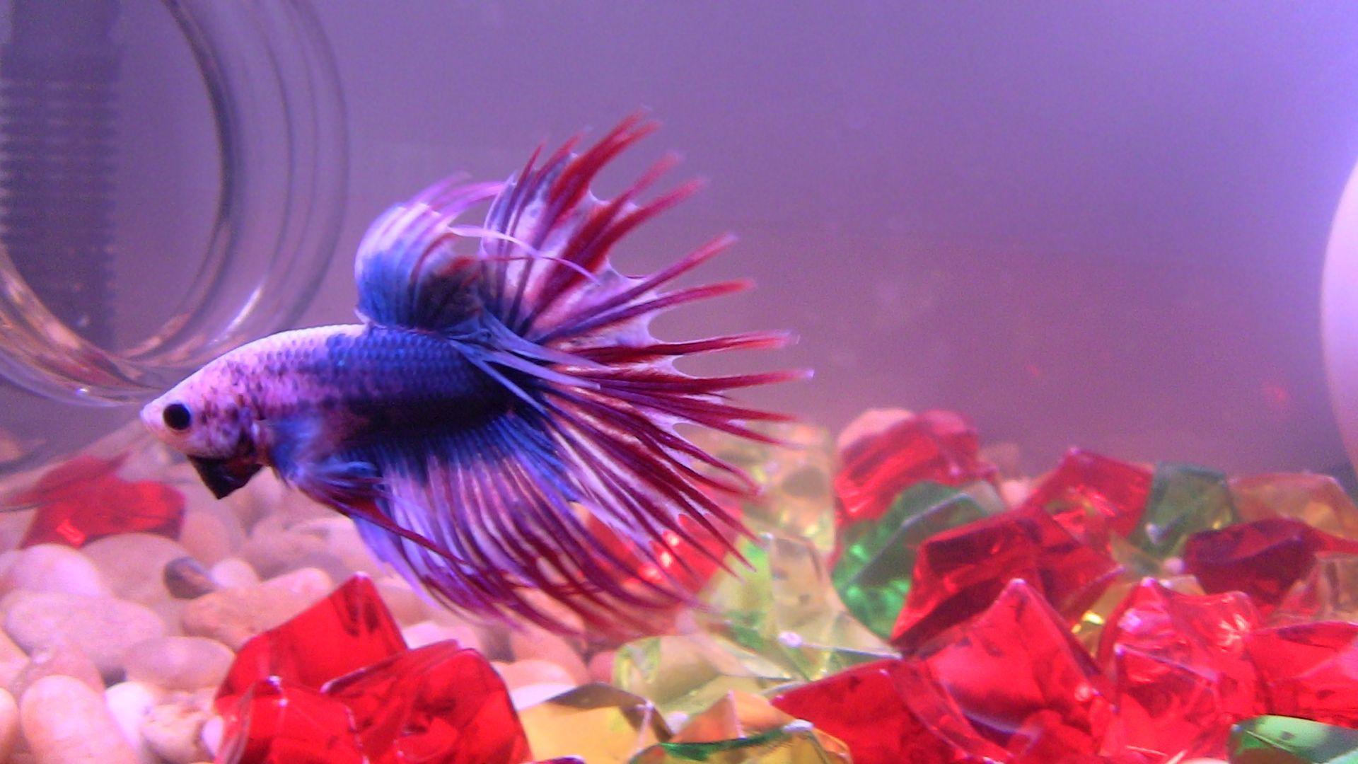 Betta Fish Wallpaper HD