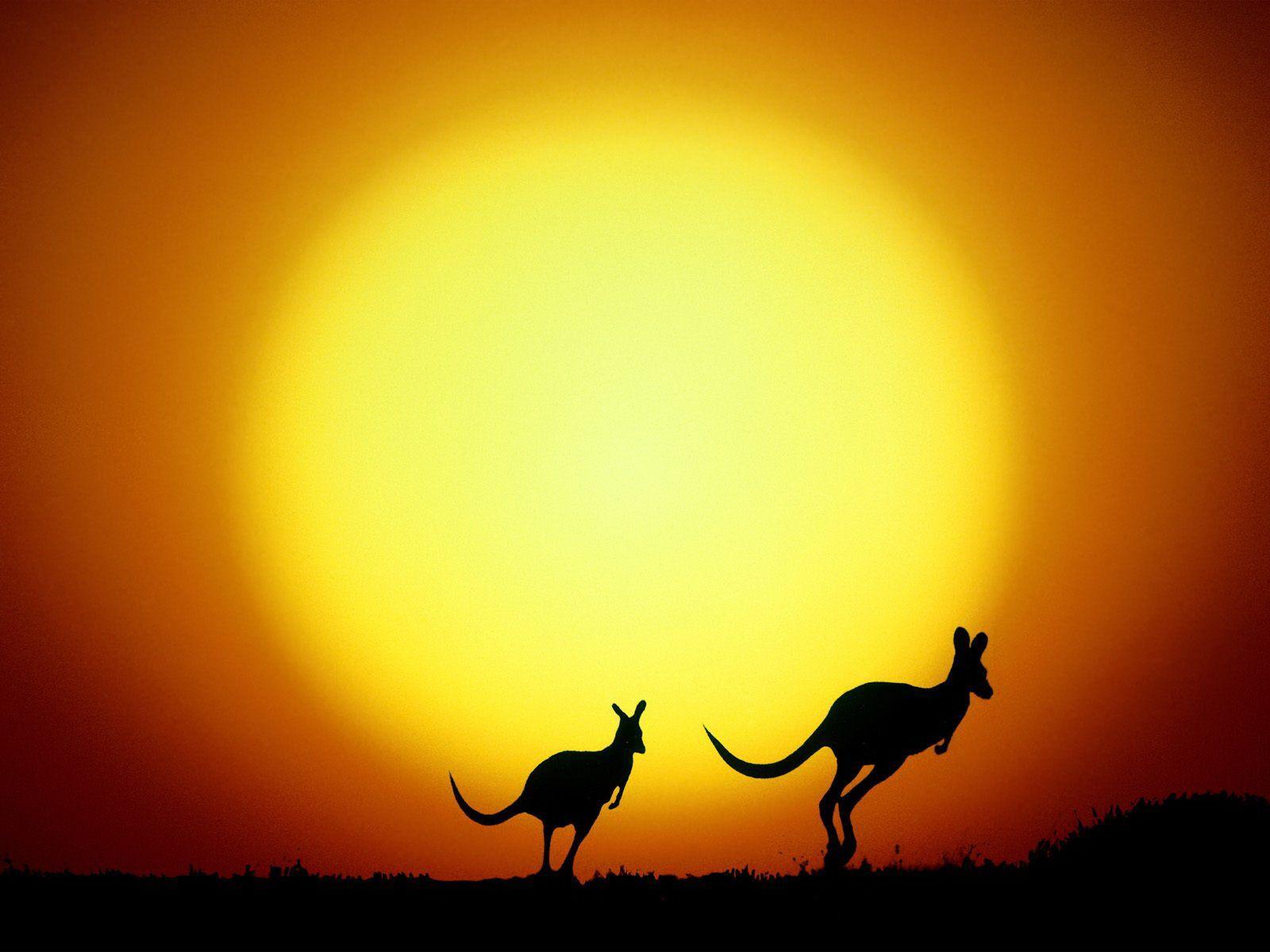 Kangaroos against the sun wallpaper and image