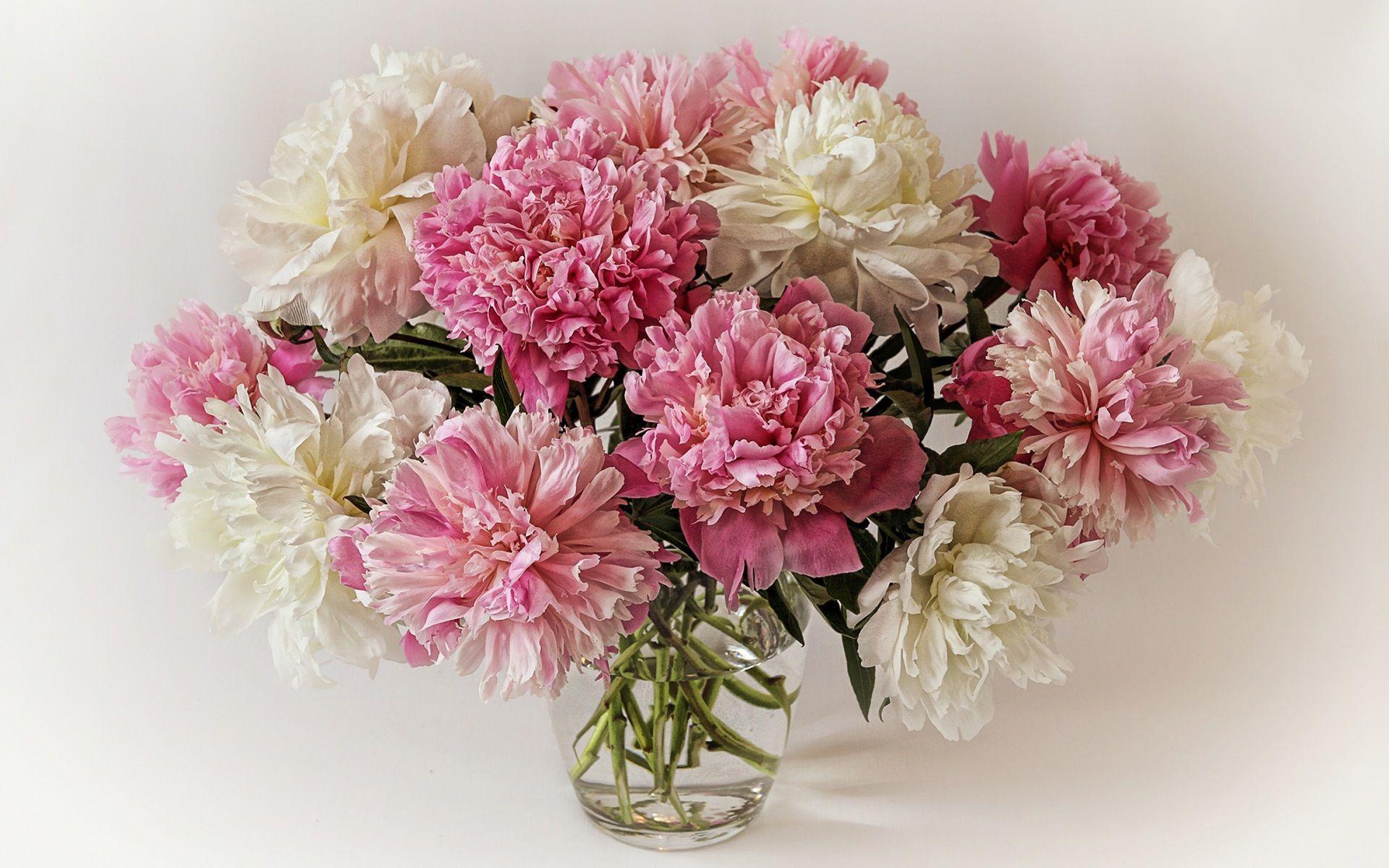 White And Pink Peony