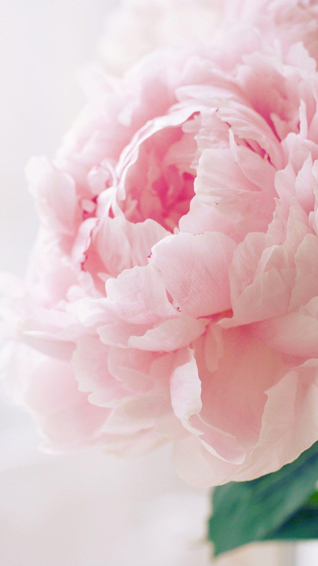 Pink Peonies iPhone wallpaper. Background & Quotes