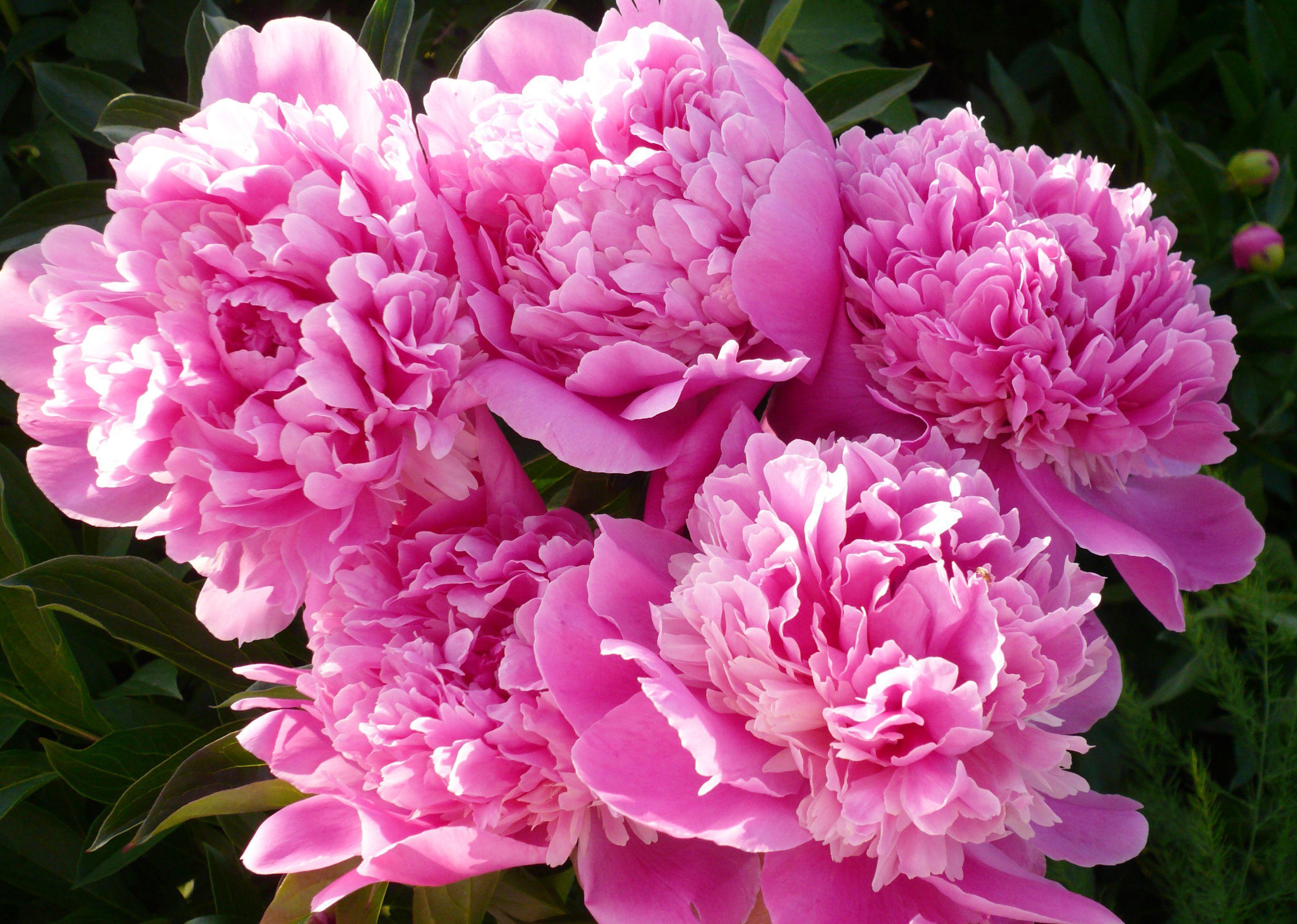Bouquet Of Gentle Pink Peonies Wallpaper choose