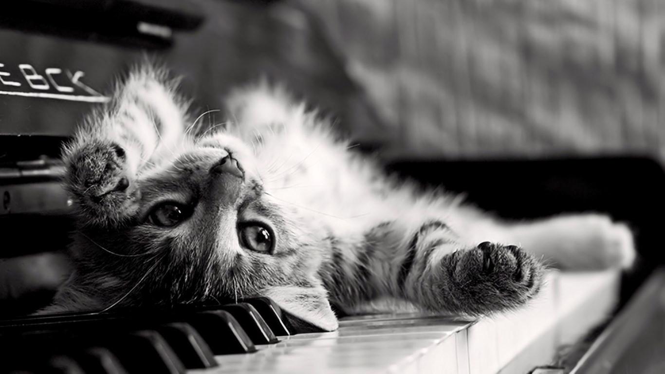 Cute Cat On The Piano Wallpaper Full HD Wallpaper. High