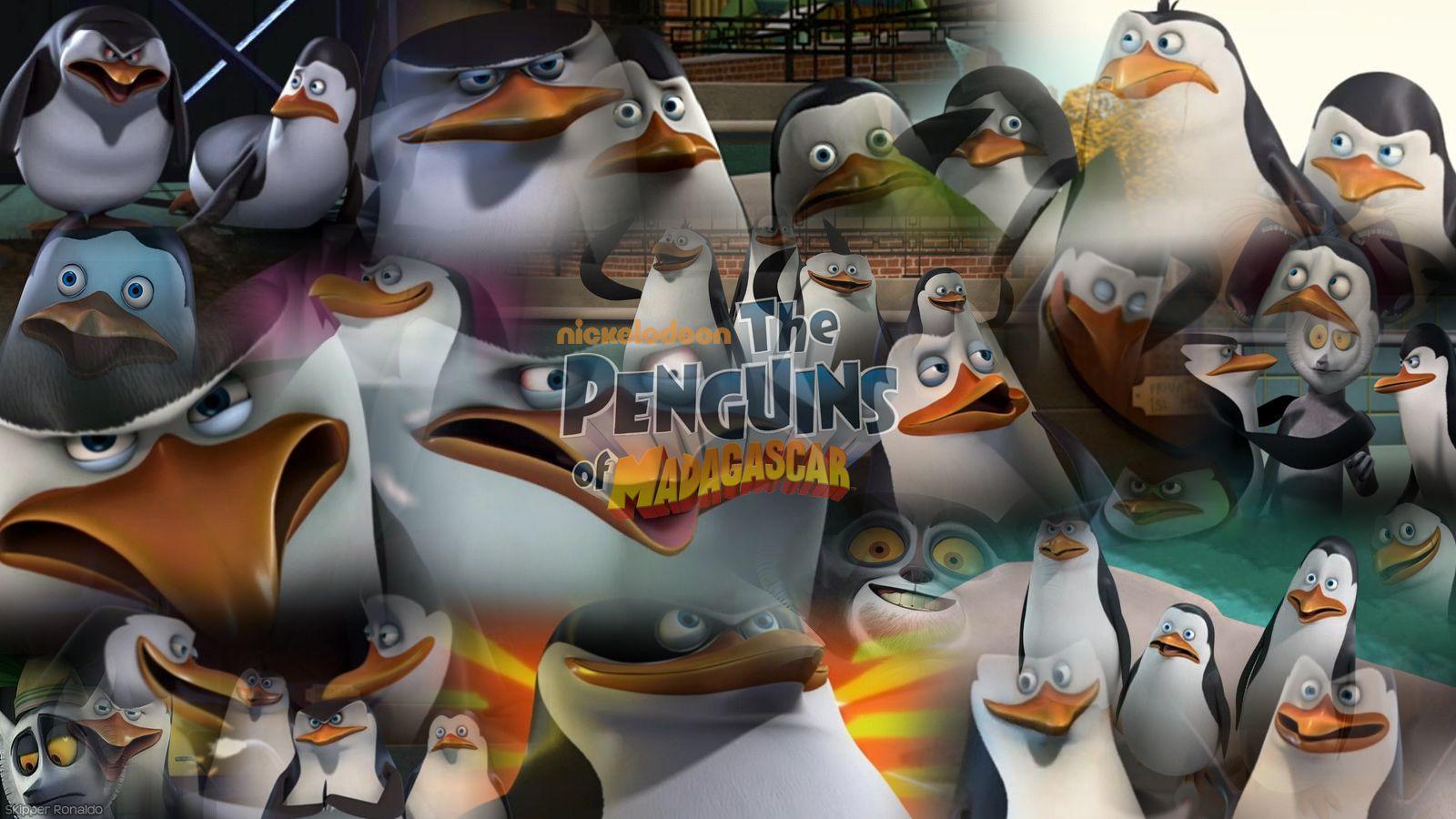 Penguins Of Madagascar Los Ping Inos De Taringa 867220 Wallpaper