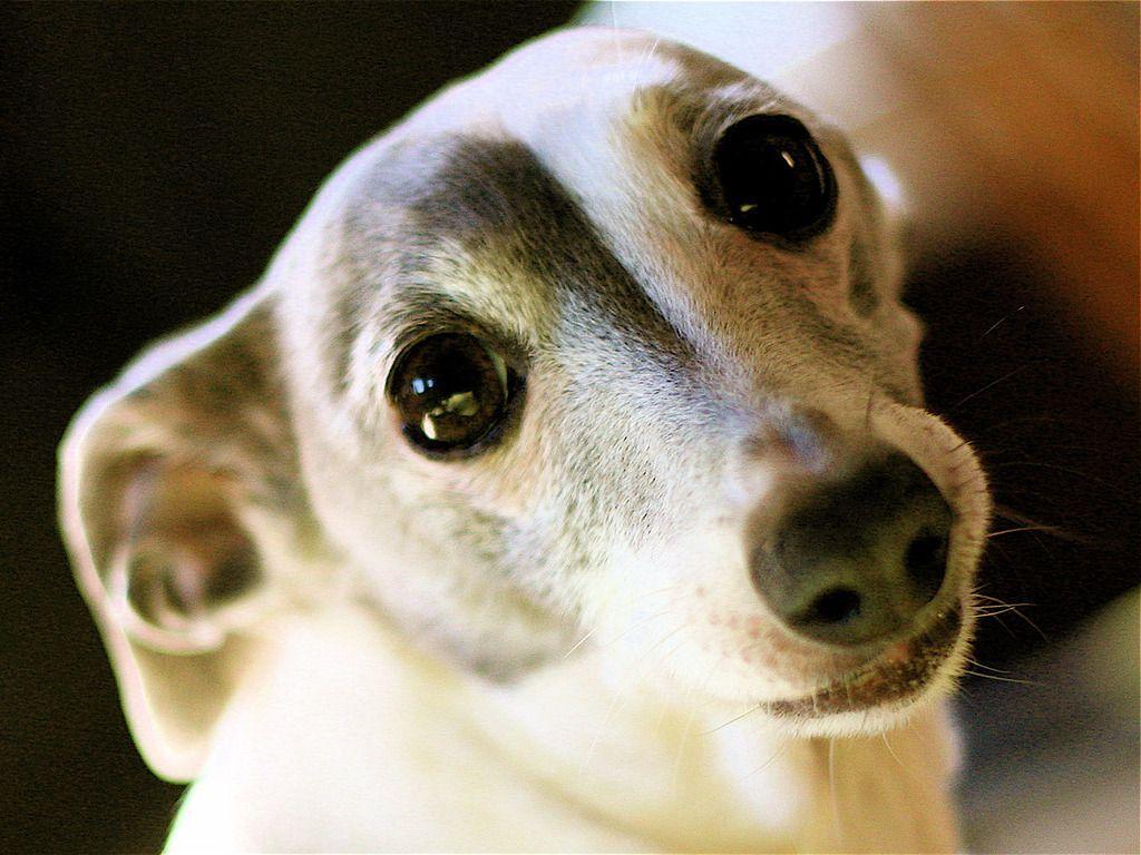 Greyhound Wallpapers - Wallpaper Cave