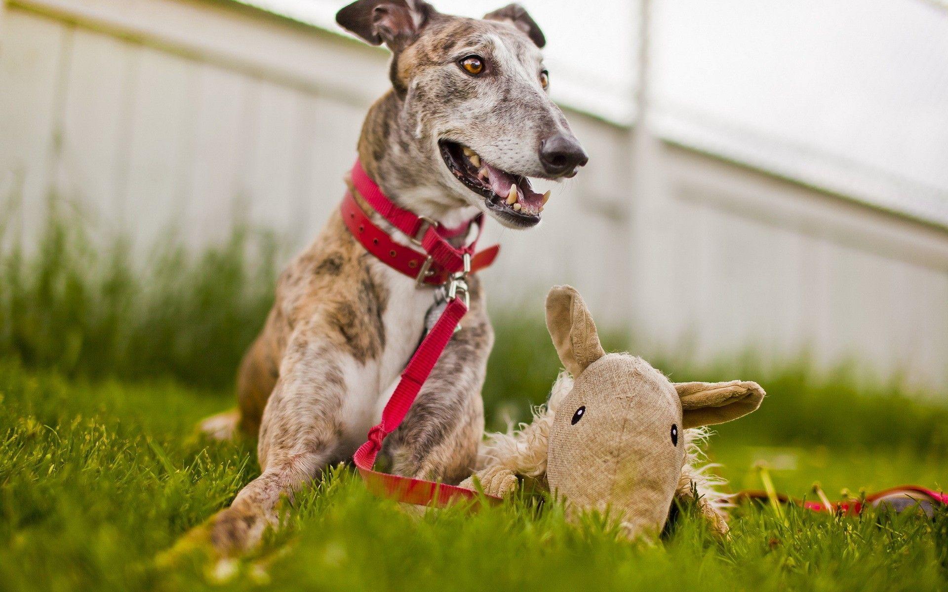 Greyhound Wallpapers - Wallpaper Cave