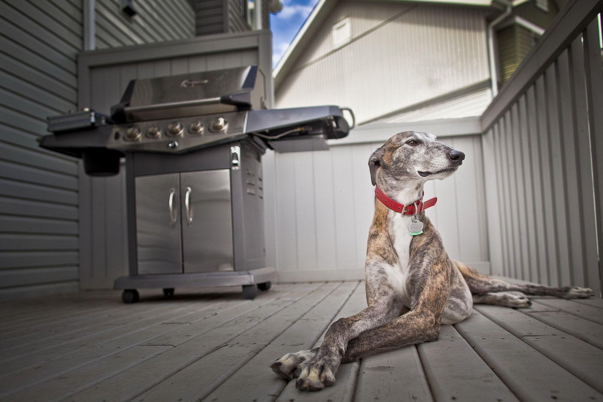 Greyhound Wallpapers - Wallpaper Cave