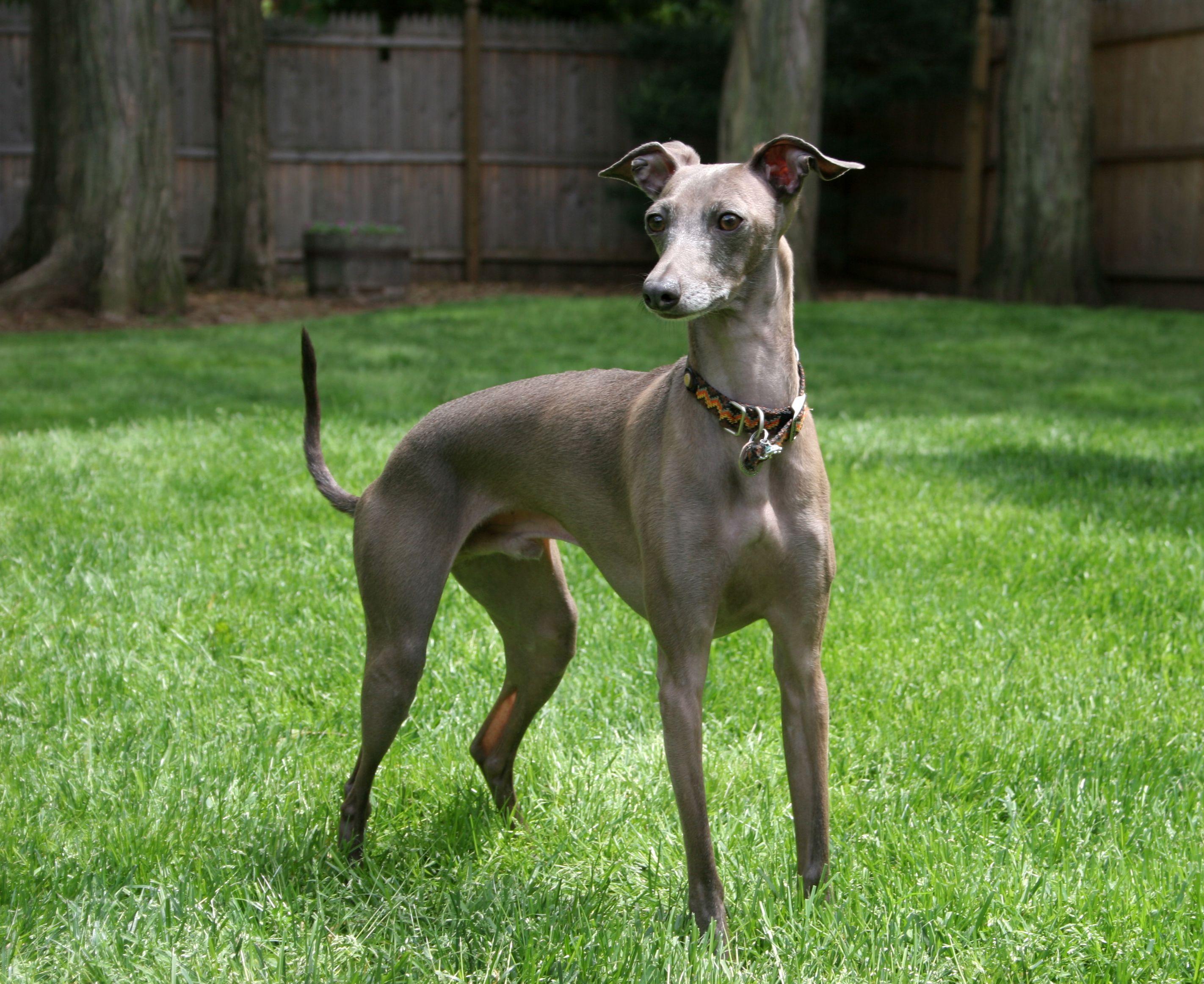 Italian Greyhound photo and wallpaper. The beautiful Italian