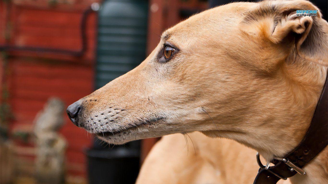 Greyhound Wallpapers - Wallpaper Cave