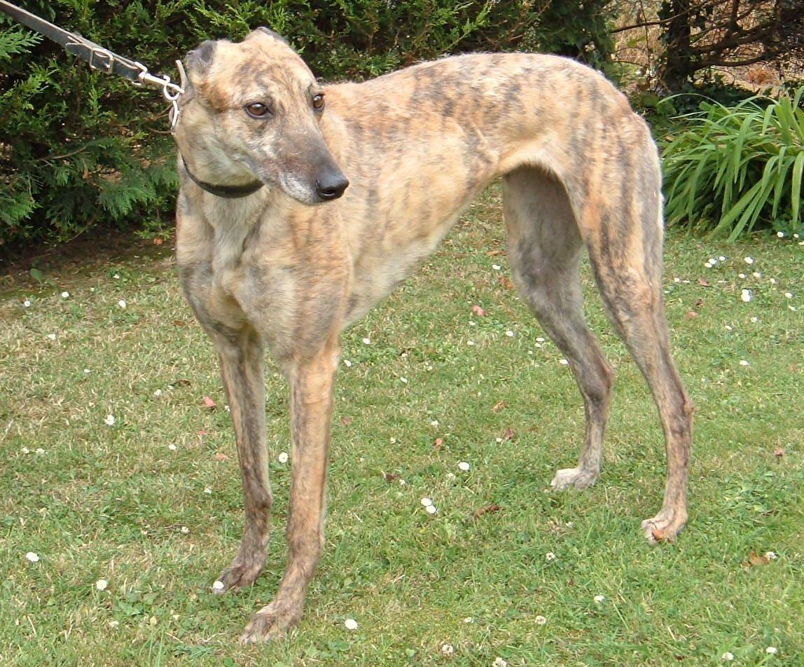 beautiful dogs. Beautiful Greyhound Dog Photo 1148×952 HD