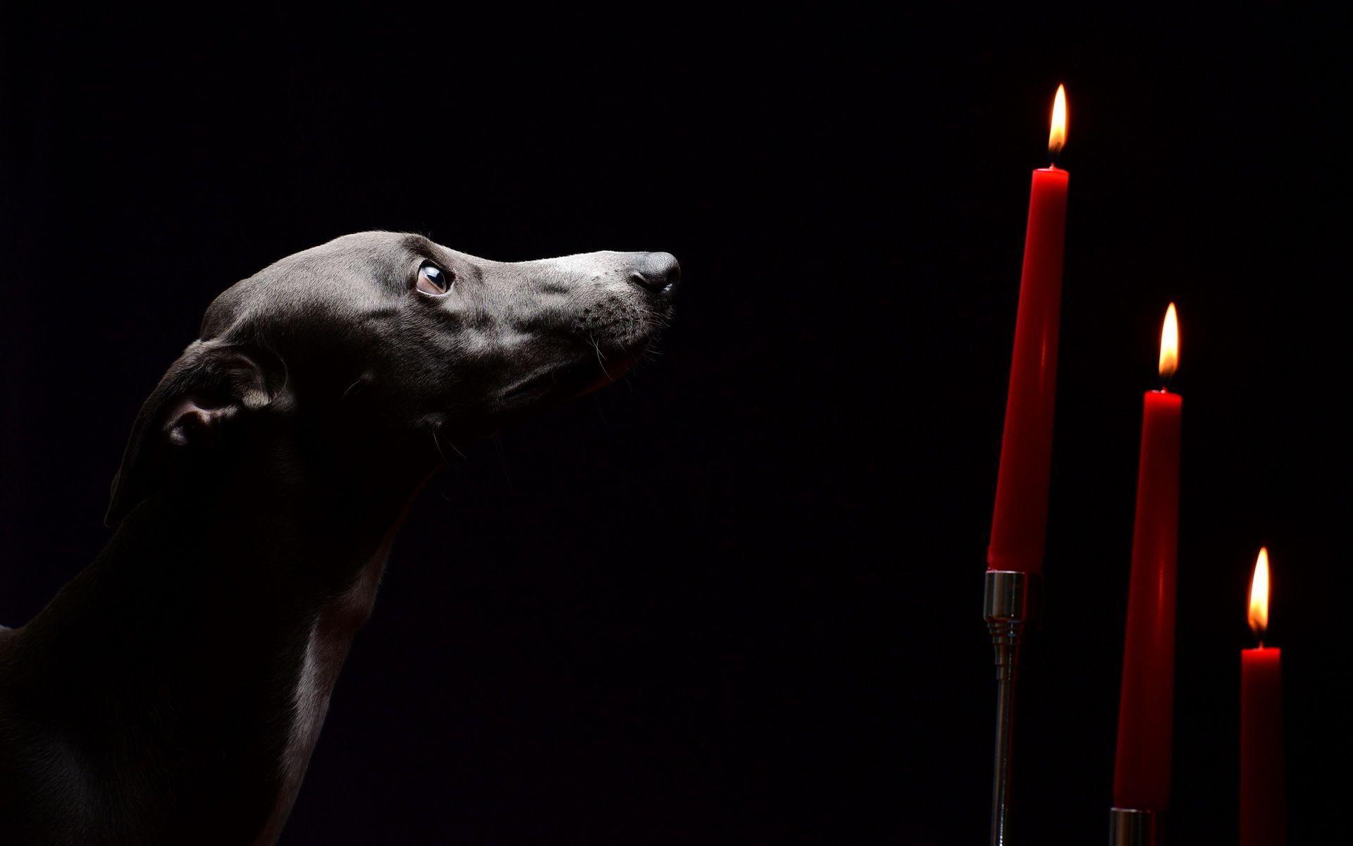 Greyhound Wallpapers - Wallpaper Cave