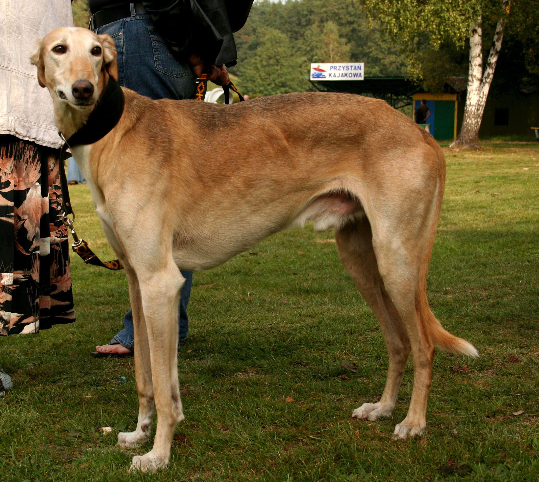 Polish Greyhound photo and wallpaper. The beautiful Polish