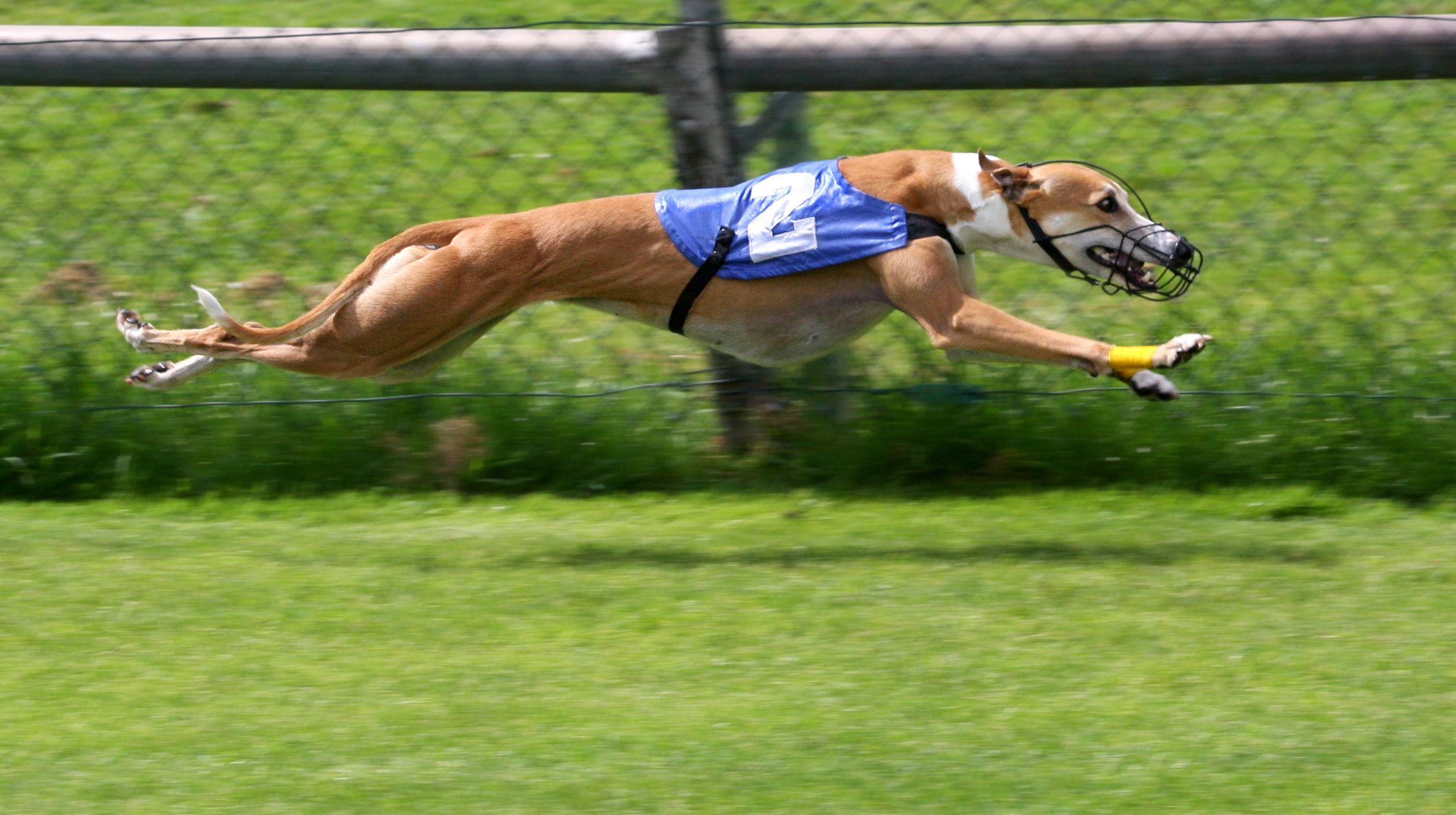 Greyhound Wallpapers - Wallpaper Cave