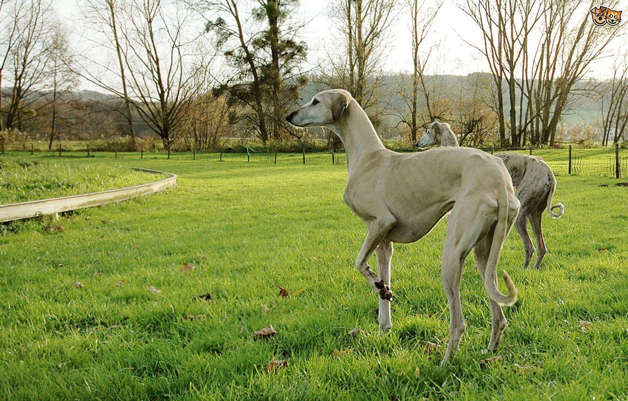 Greyhound Wallpapers - Wallpaper Cave