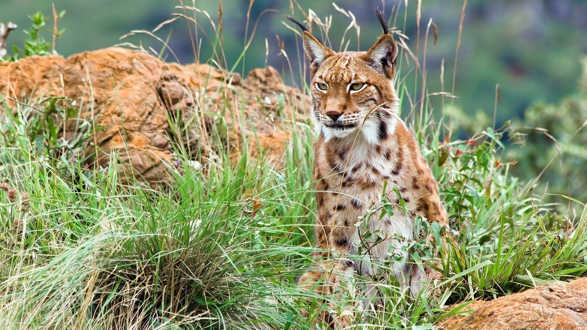 Bobcat Wallpapers - Wallpaper Cave