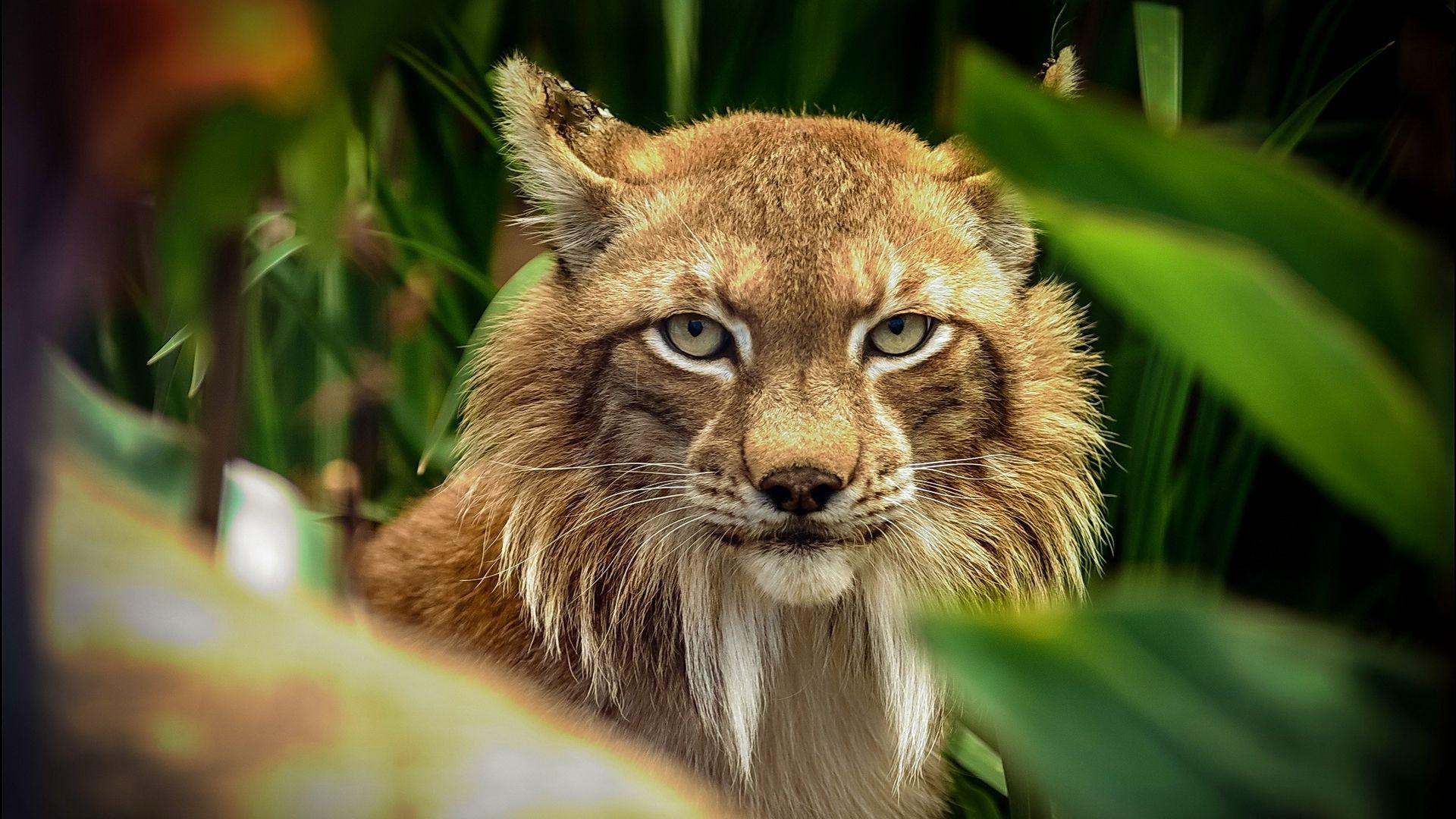 Bobcat image, picture, background