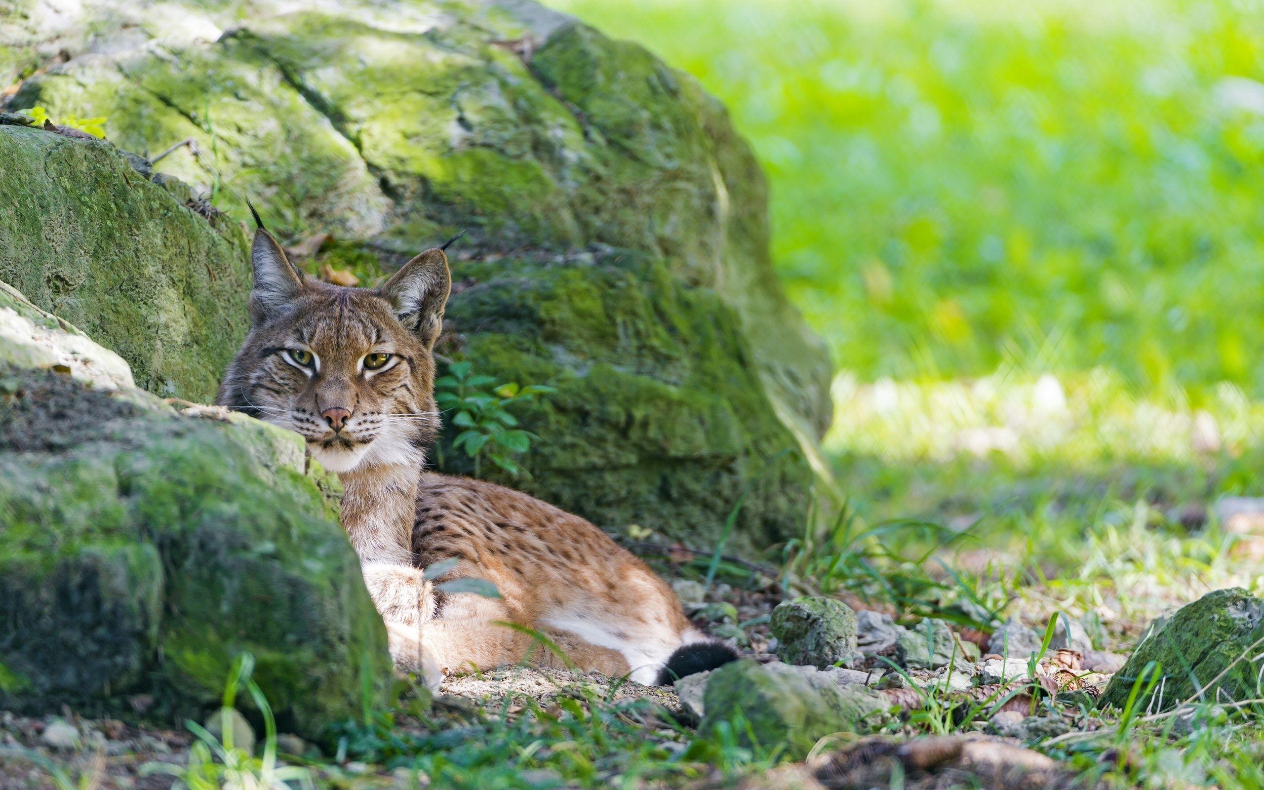 Awesome Bobcat HD Wallpaper Free Download