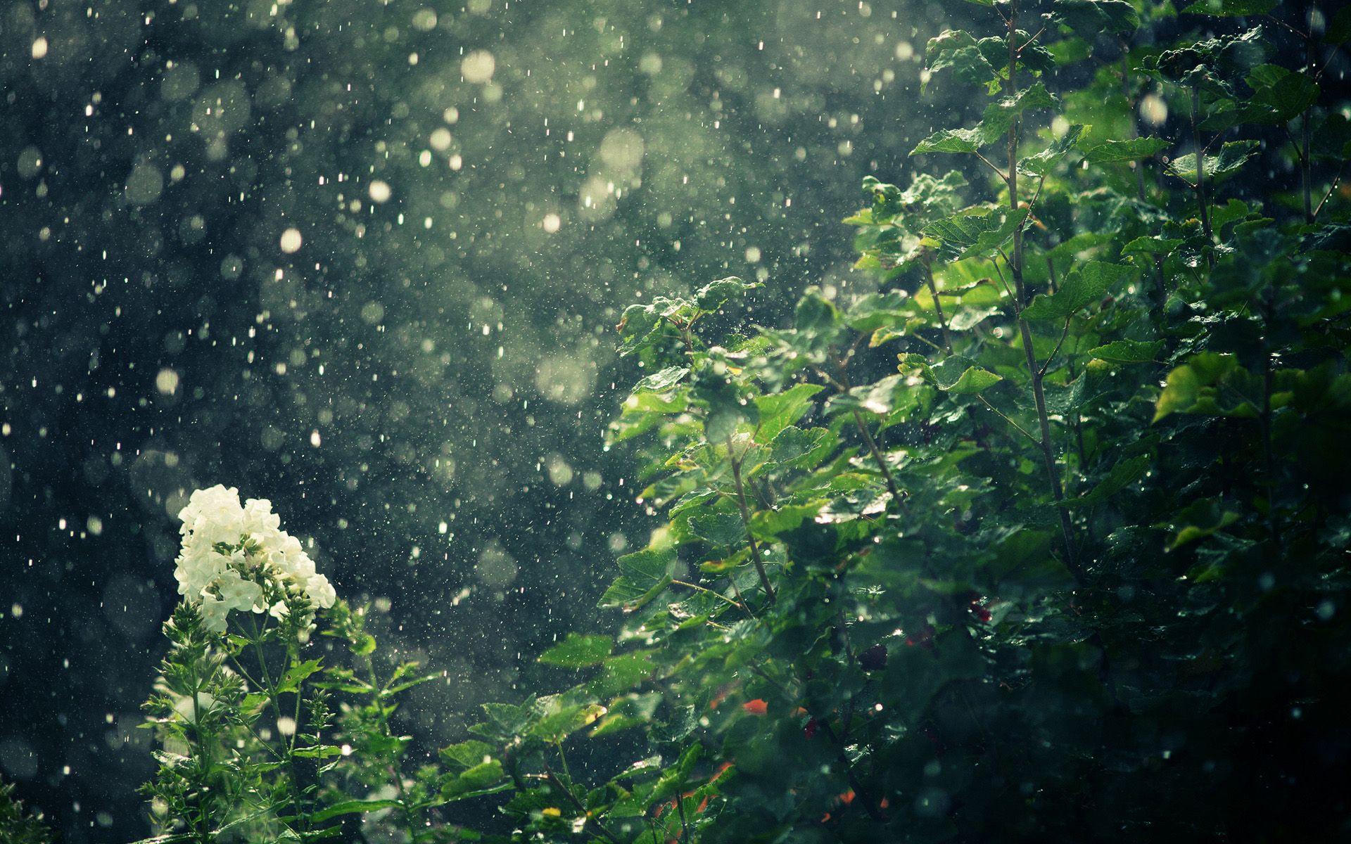 rainfall wallpaper hd