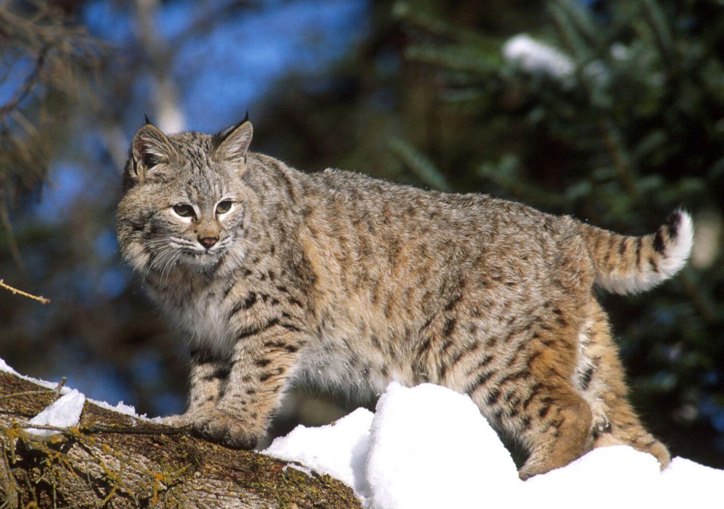 Bobcat Gallery of Wallpaper, Free Download For Android, Desktop